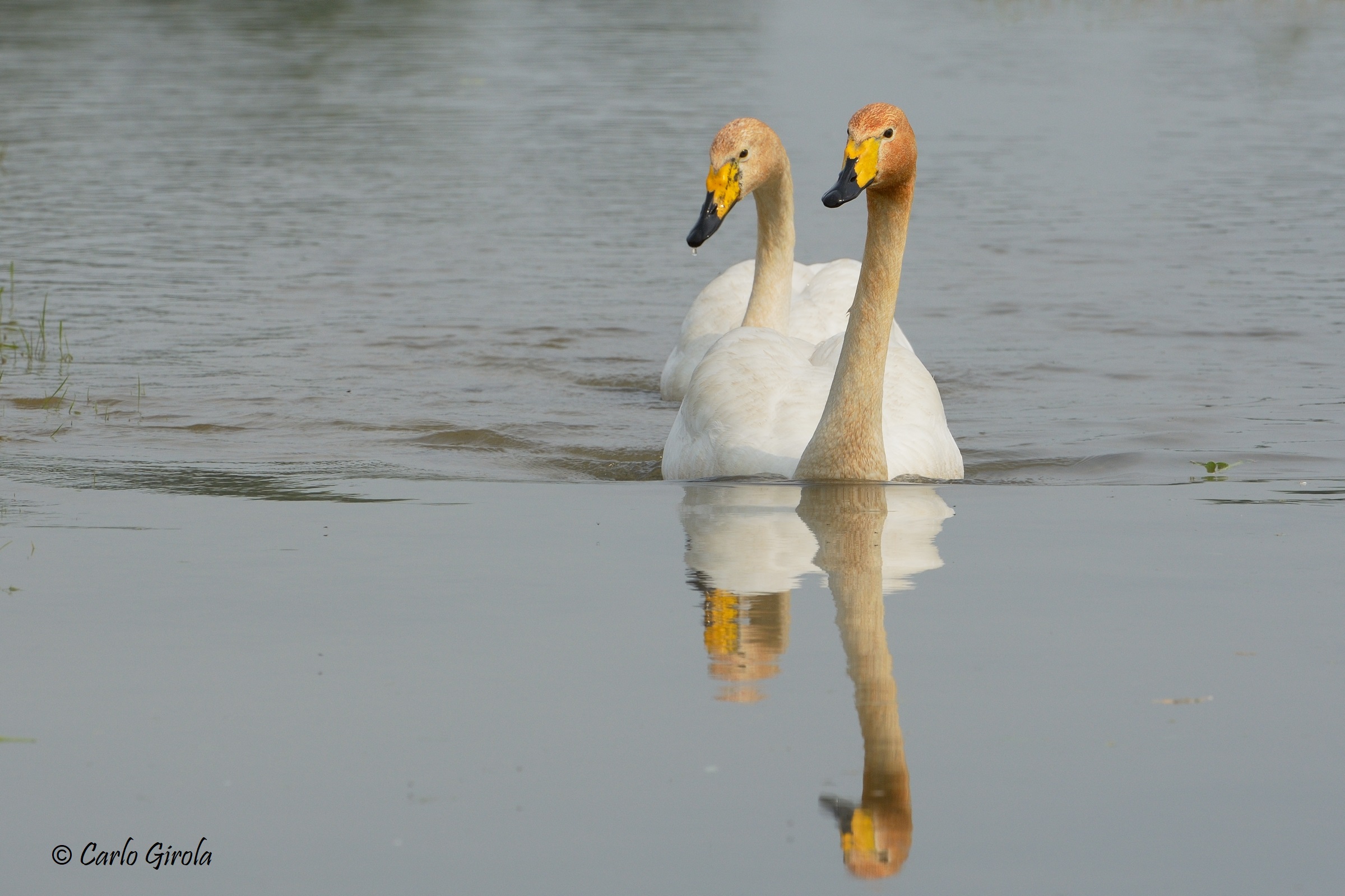 Wild Swan (Cygnus cygnus)