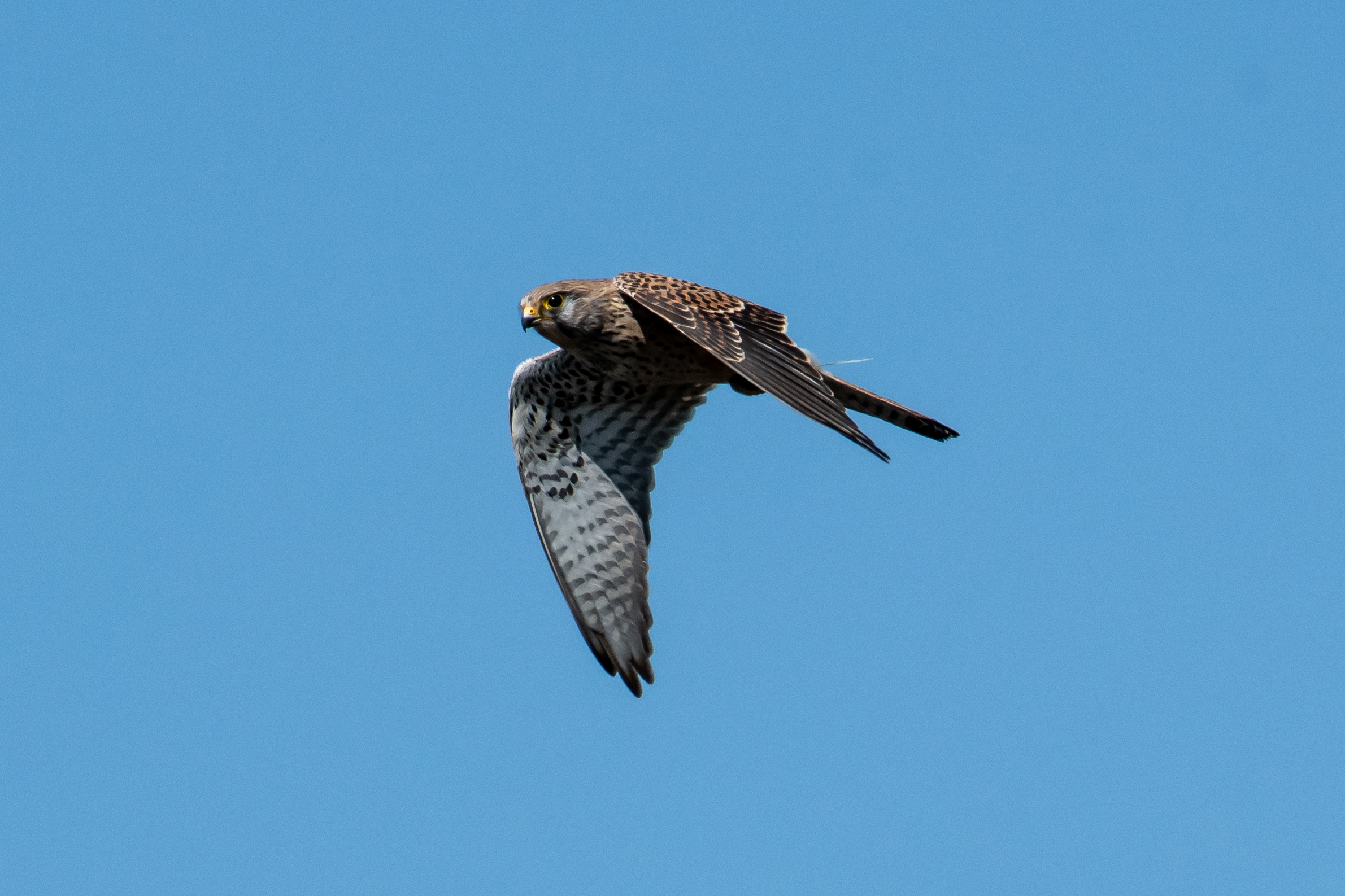 saini /.. Agios  Mamas