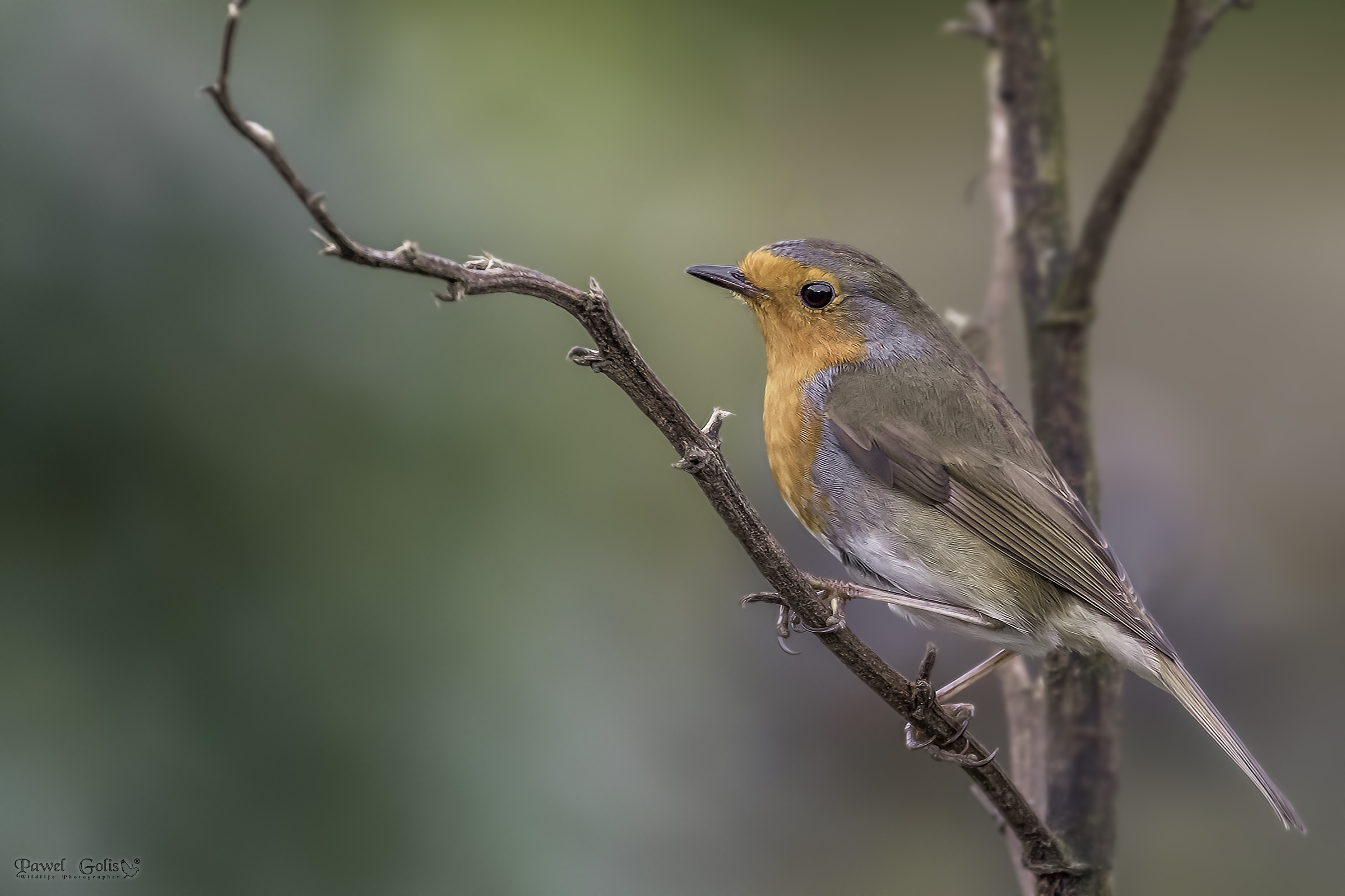 Pettirosso europeo (Erithacus rubecula)
