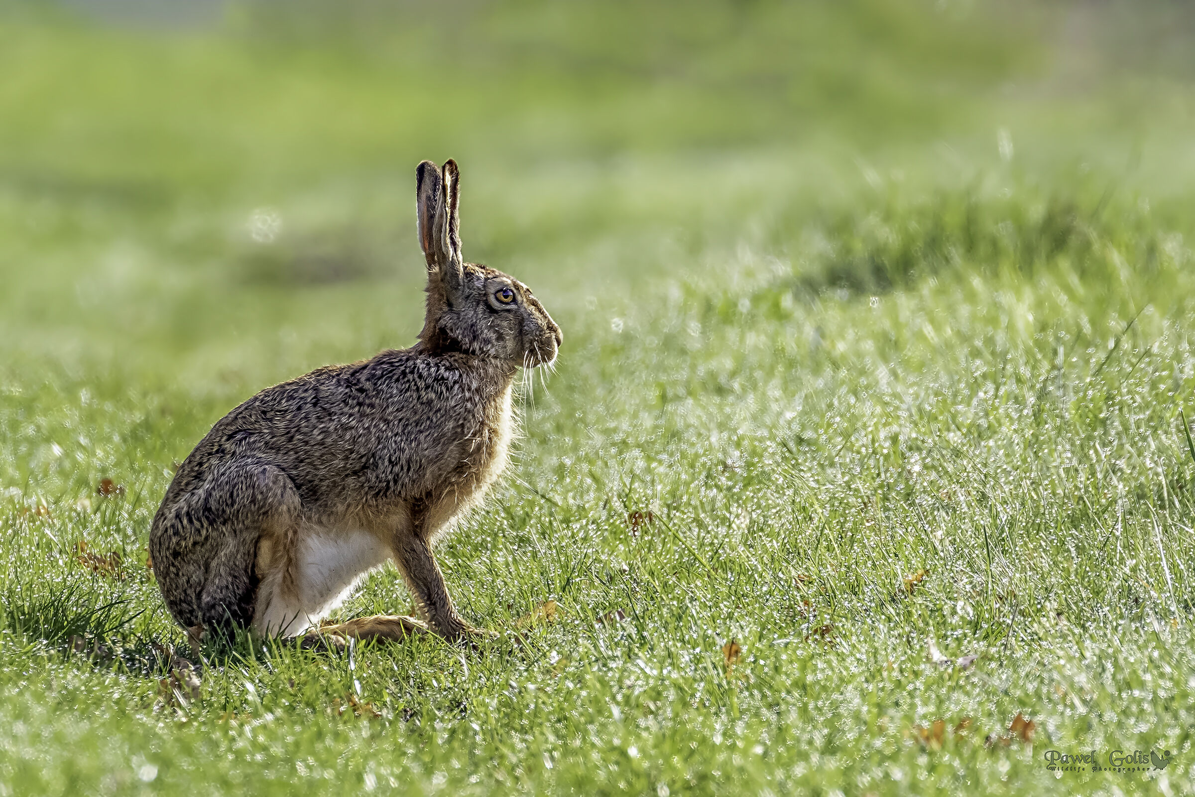 Lepre europea (Lepus europaeus)