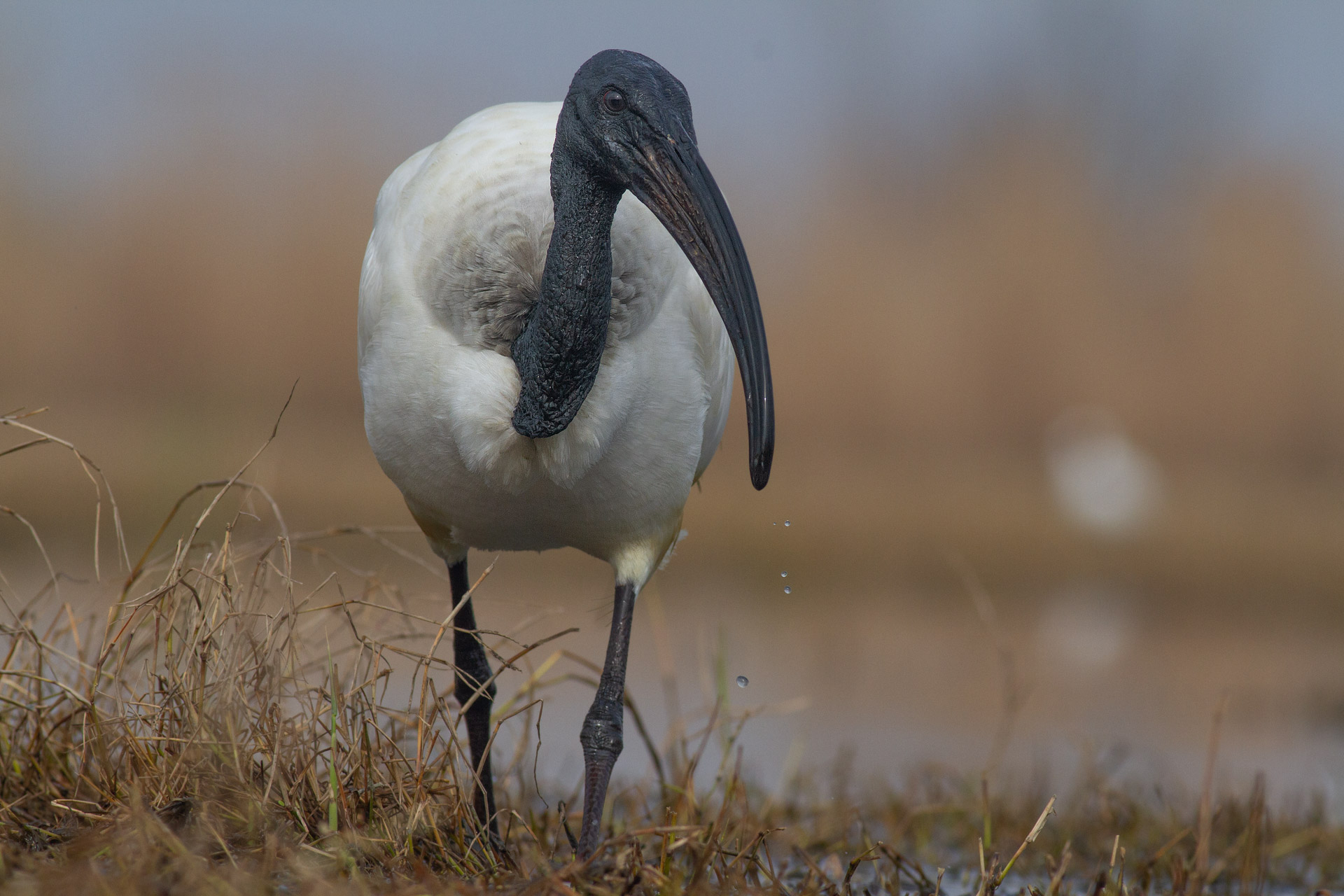 Sacred Ibis