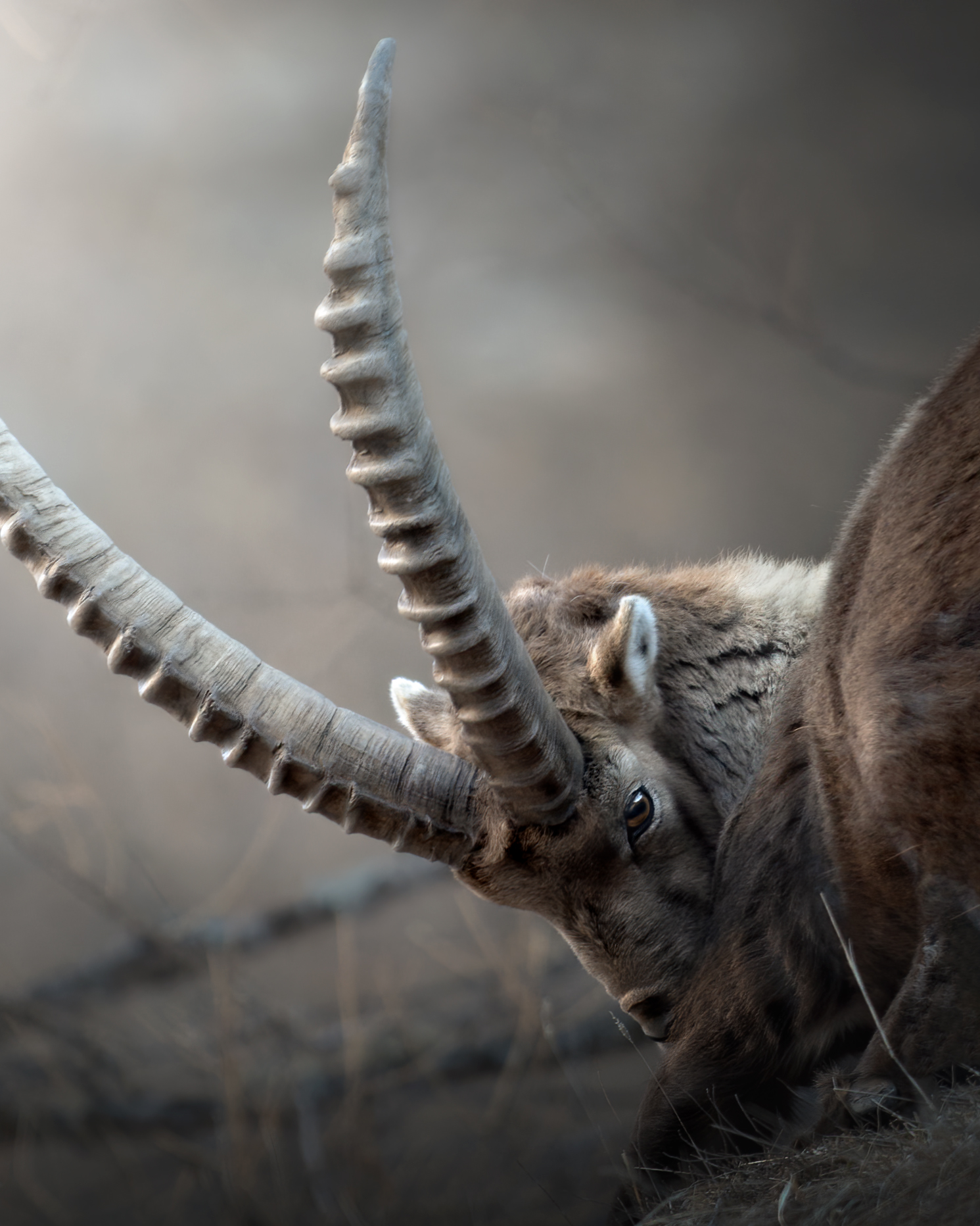 Alpine Ibex, pt.2