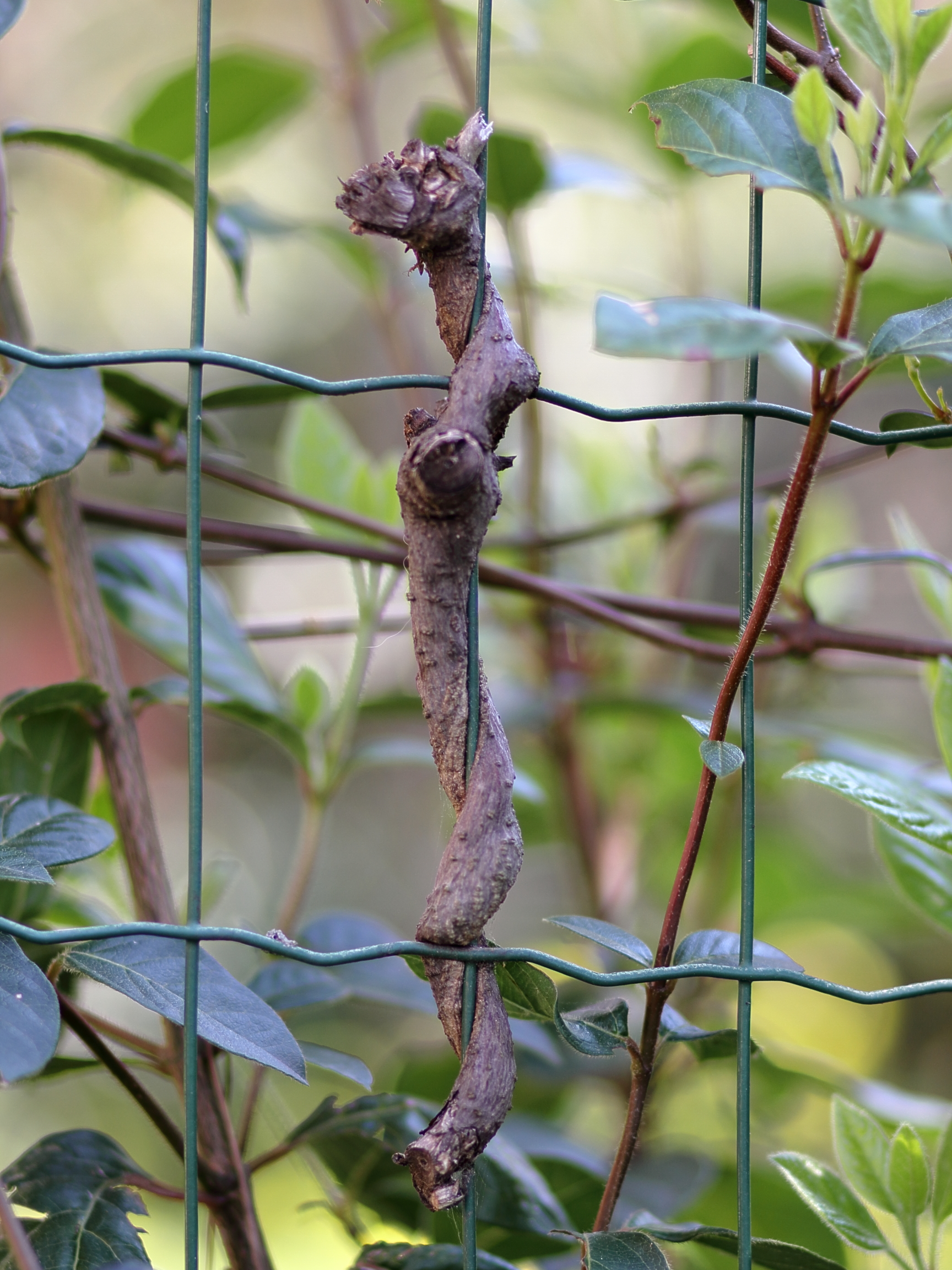 Overcoming obstacles