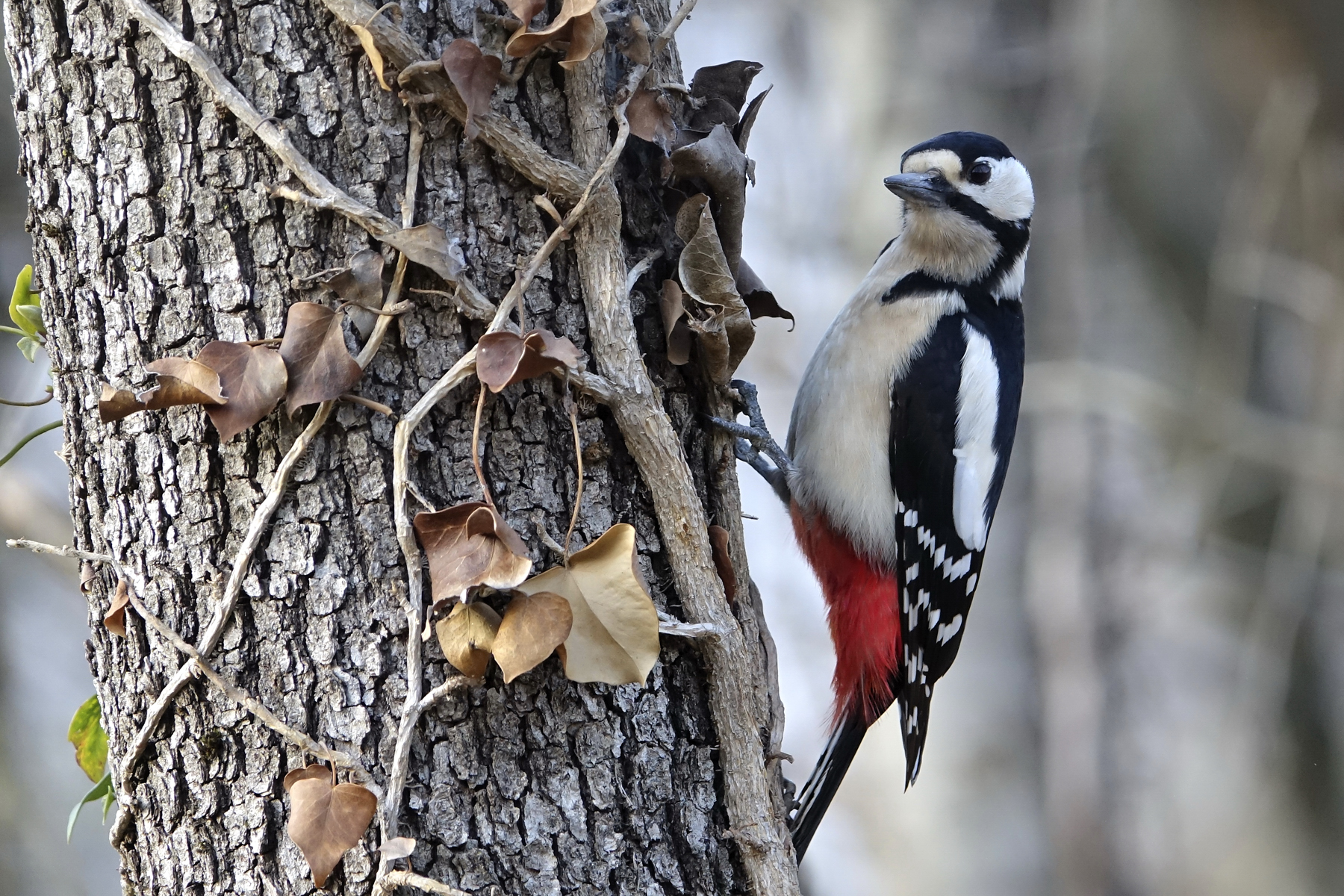 Major red woodpecker