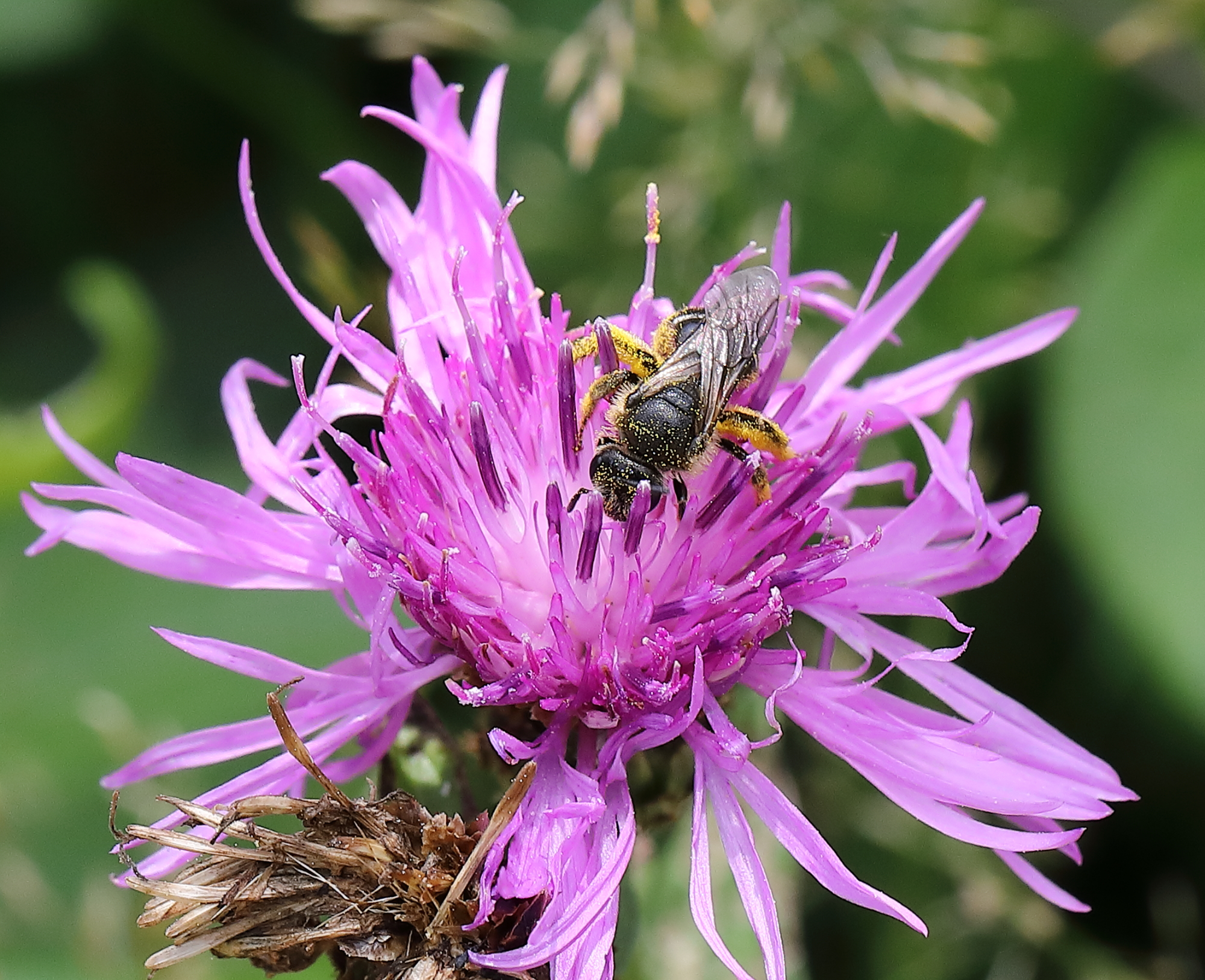 Nebbiù (Belluno) - 15/08/2019