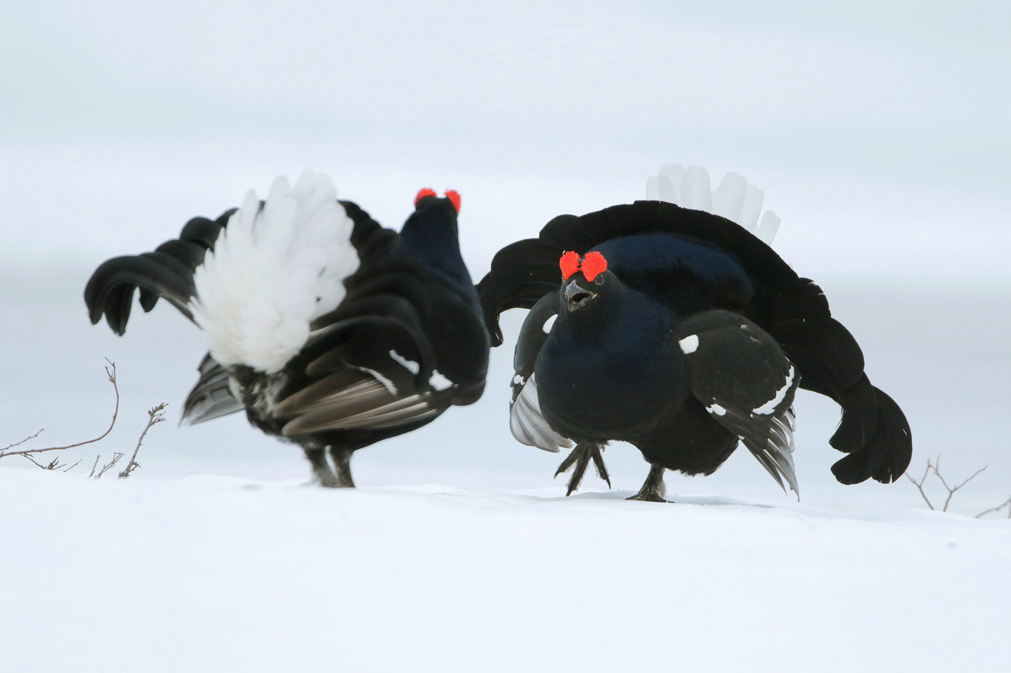 fight between roosters forks