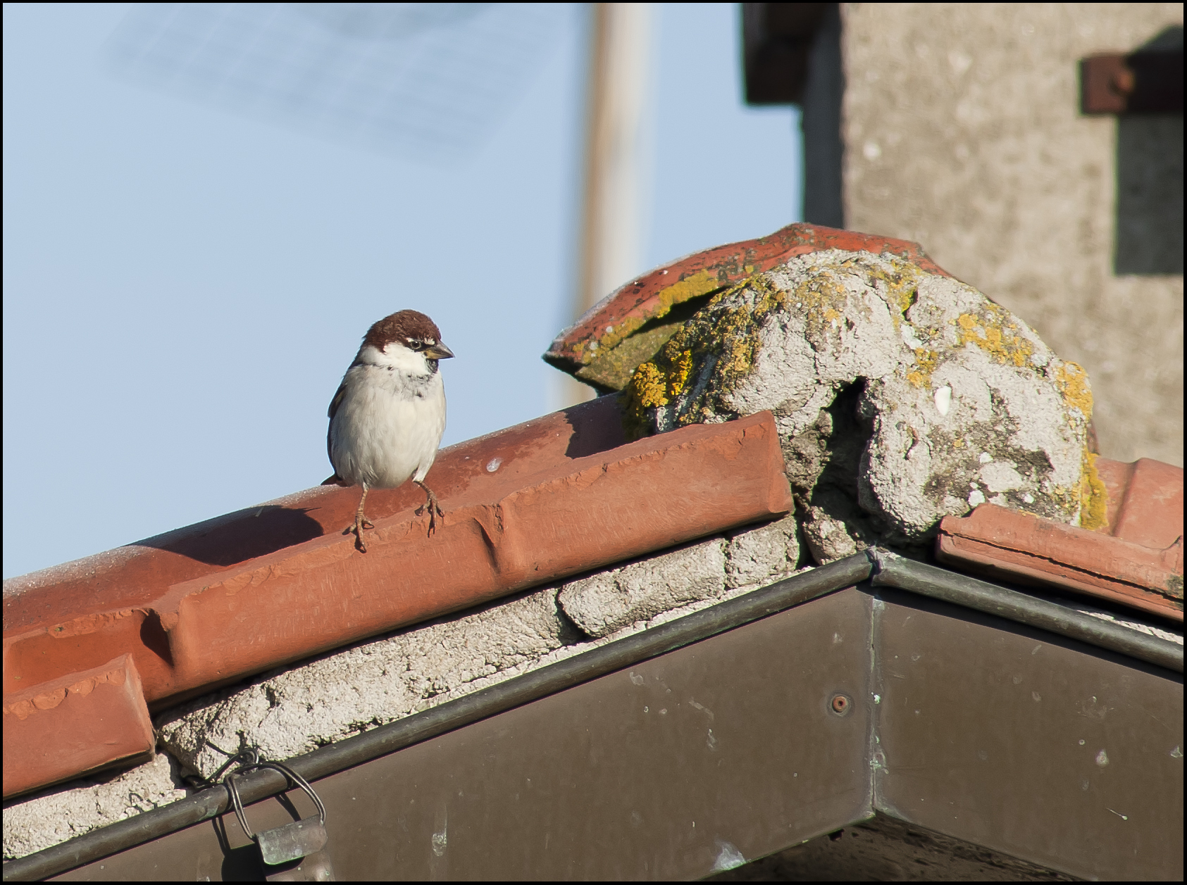 passera d'italia (2) sul tetto