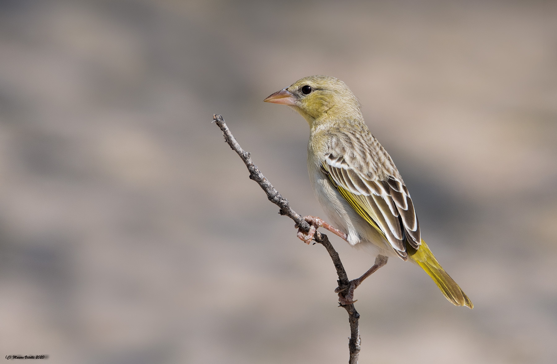 Southern Masked Weaver (Ploceus velatus)