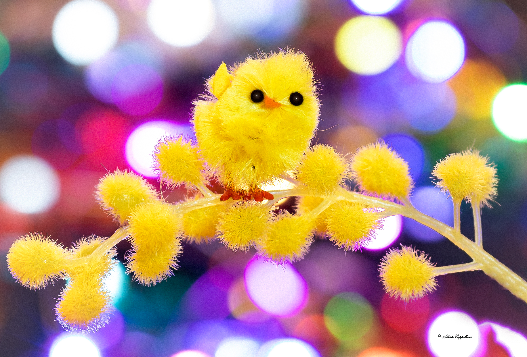 New species of mimosa