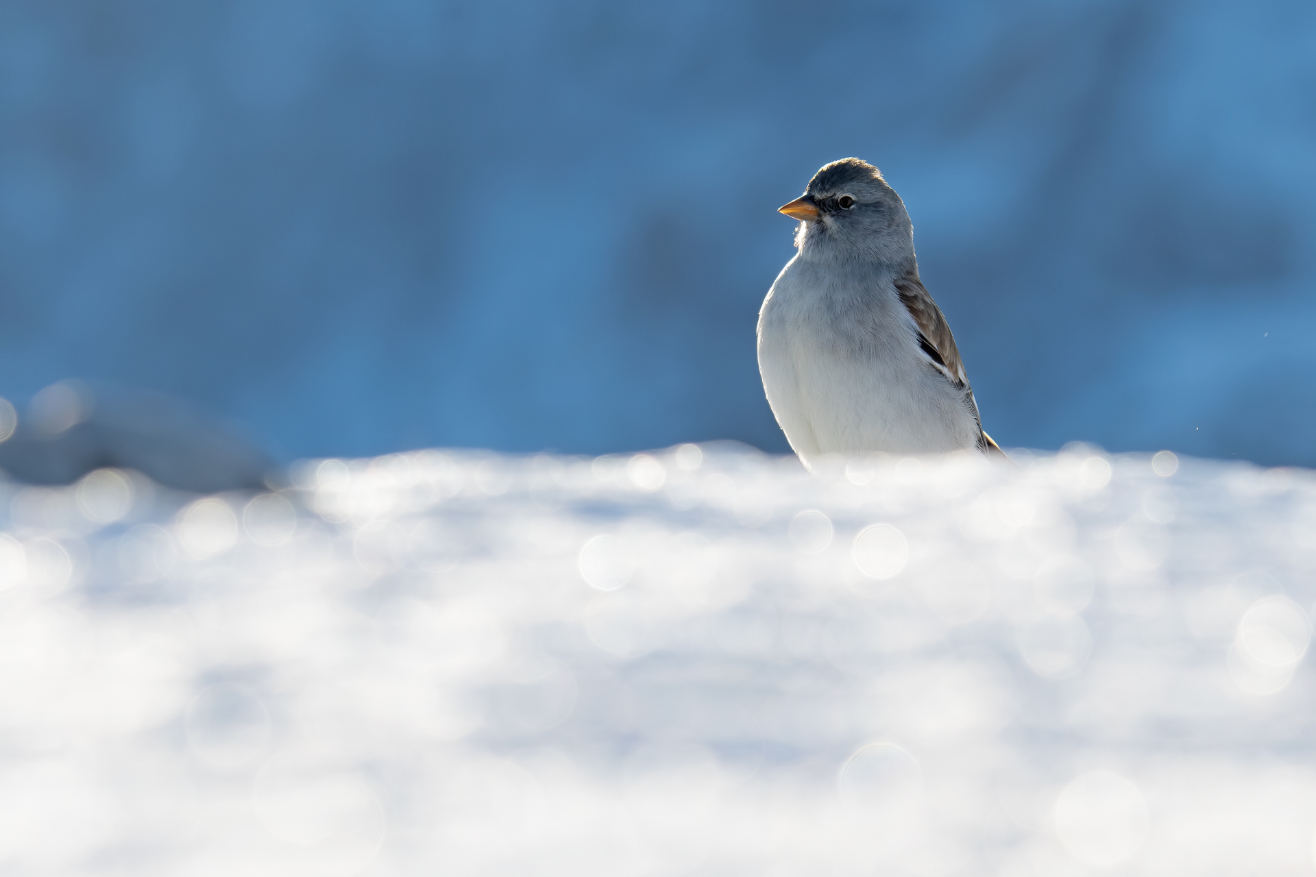 Alpine finch
