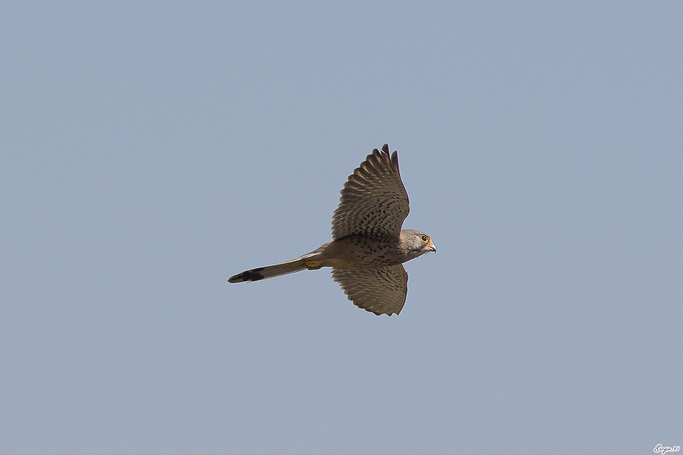 Kestrel