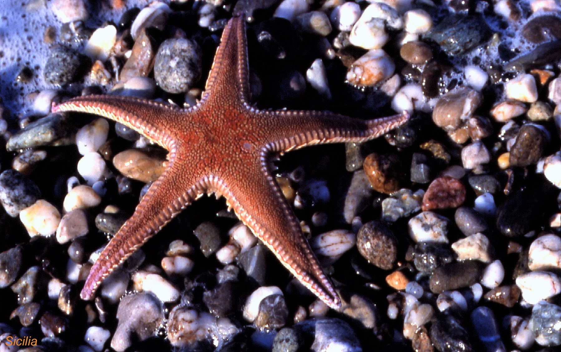 Stella sulla batigia