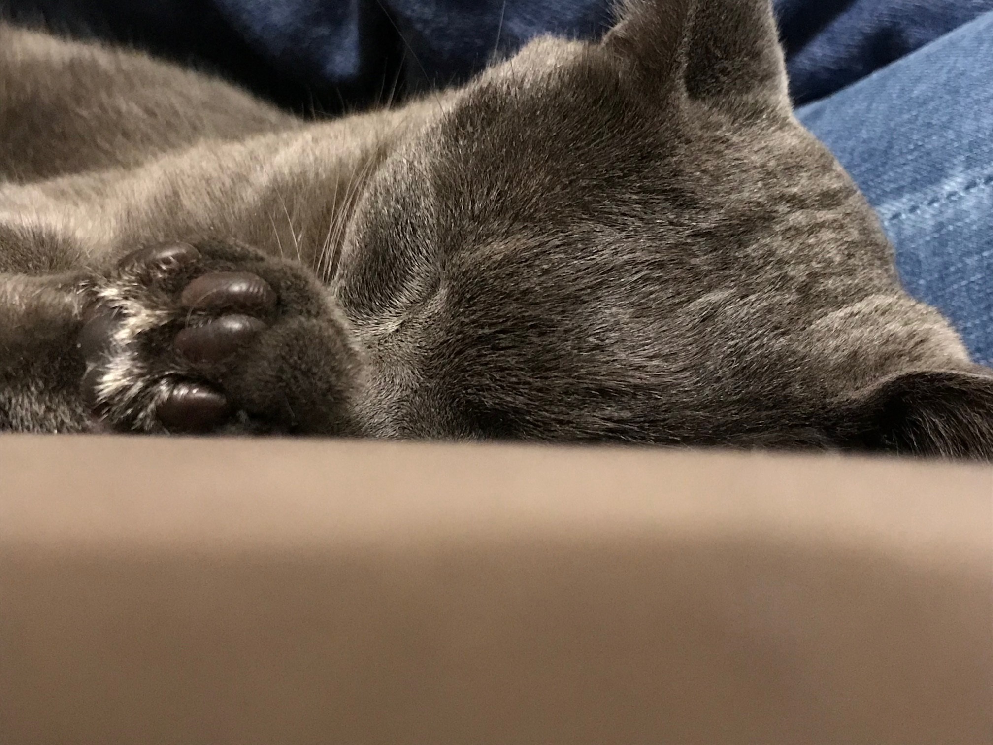 tortora al tempo del coronavirus