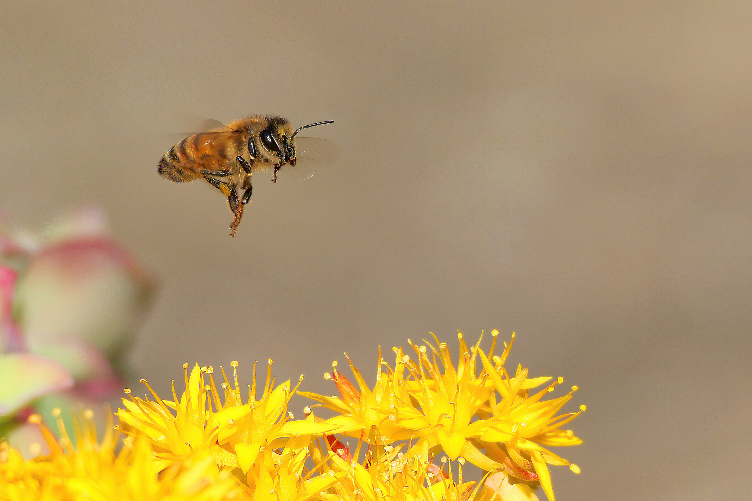 Reactivated bee