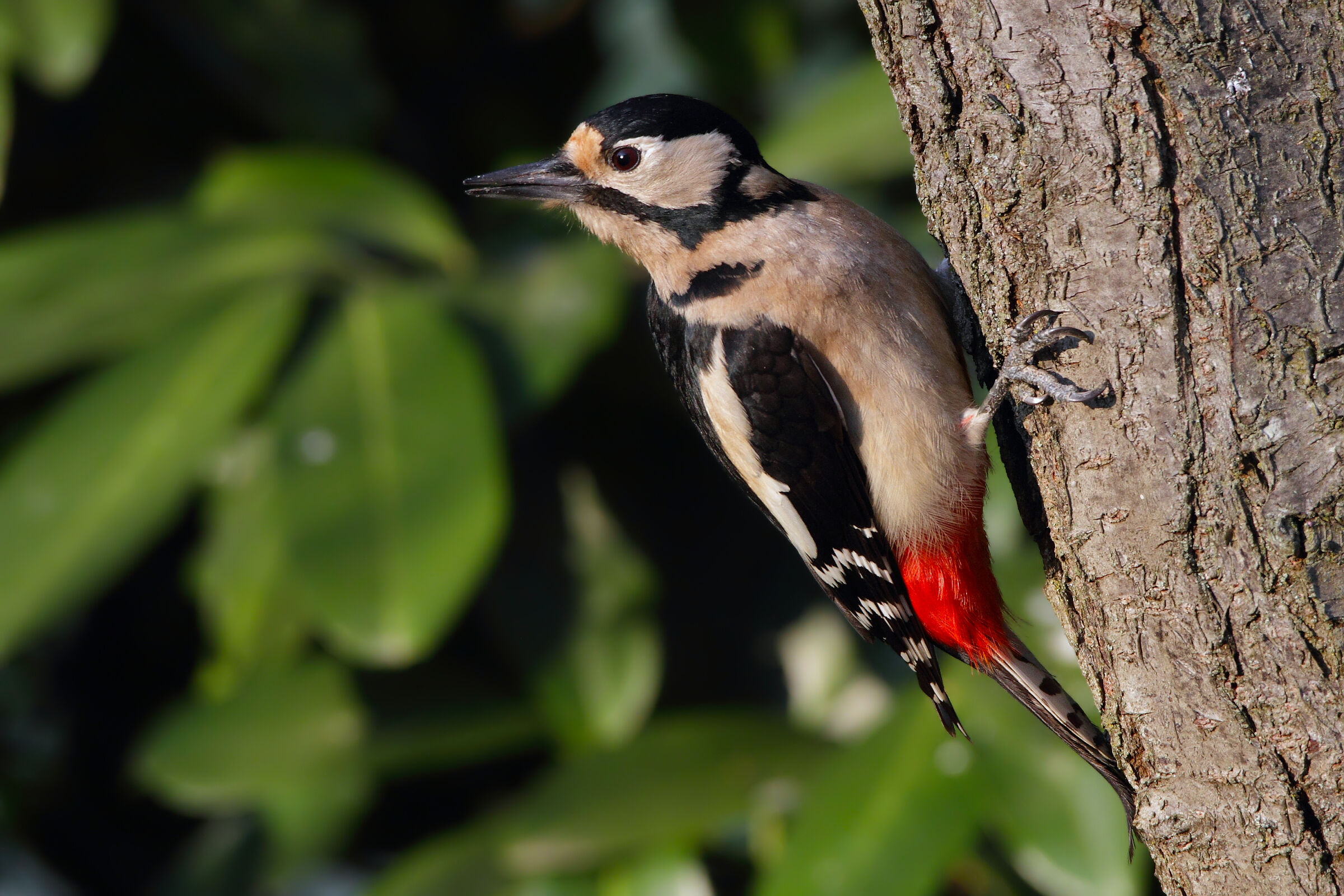Il Picchio rosso (F) al tramonto