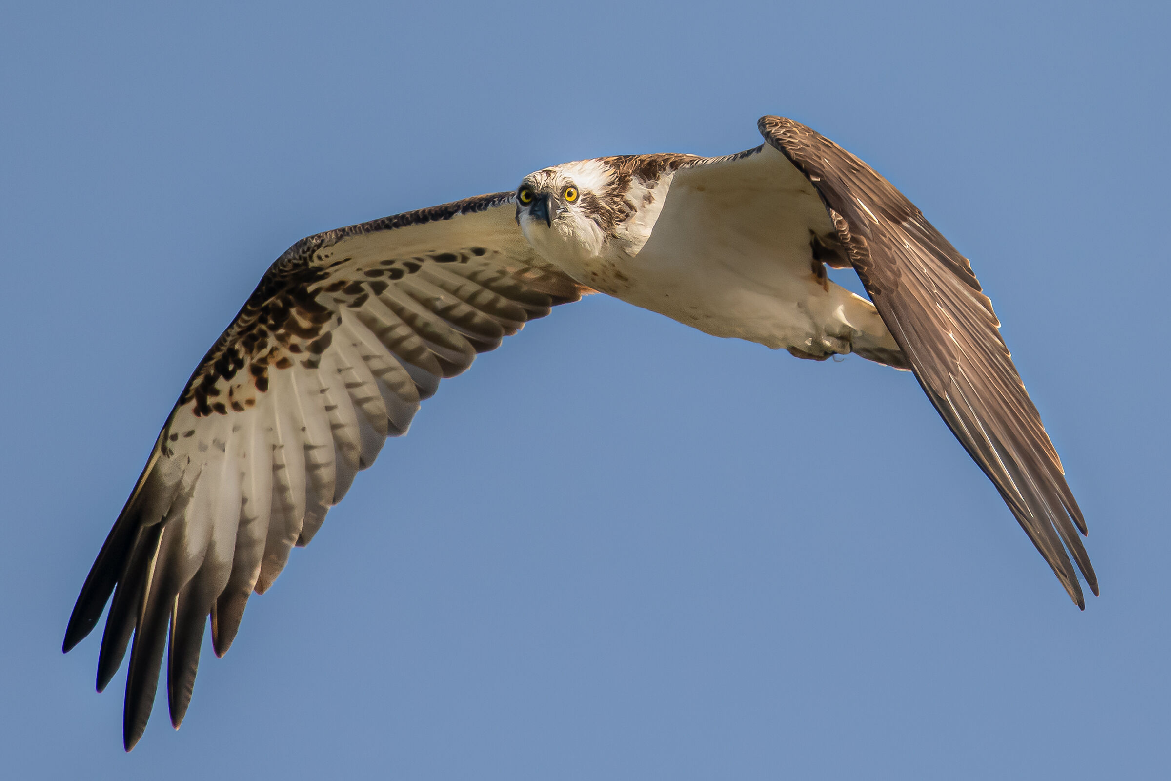 falco pescatore