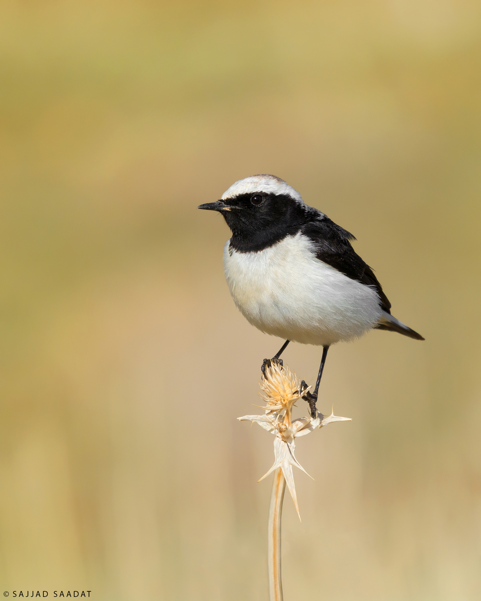 Pied wheatear