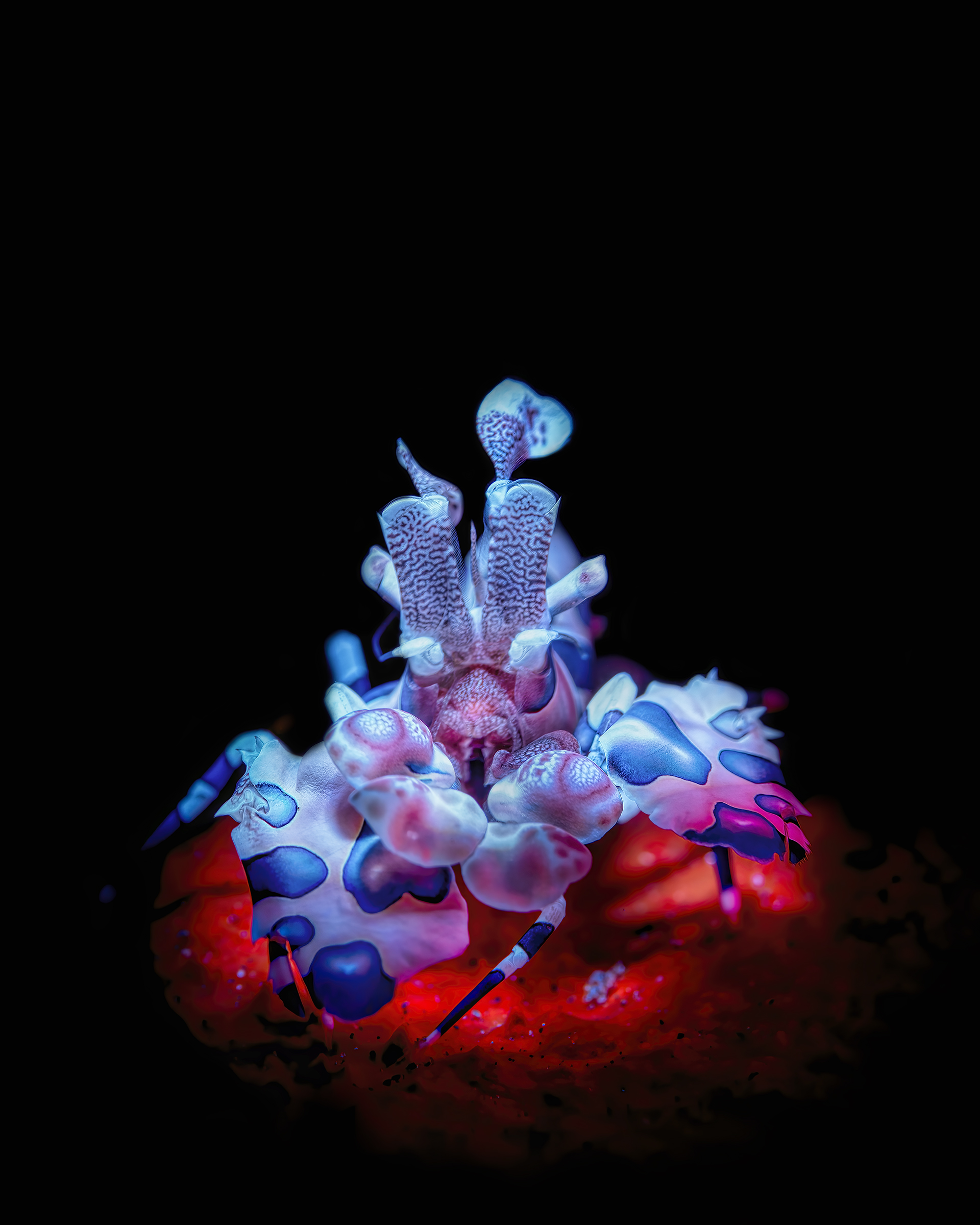 arlequin shrimp  Hymenocera picta