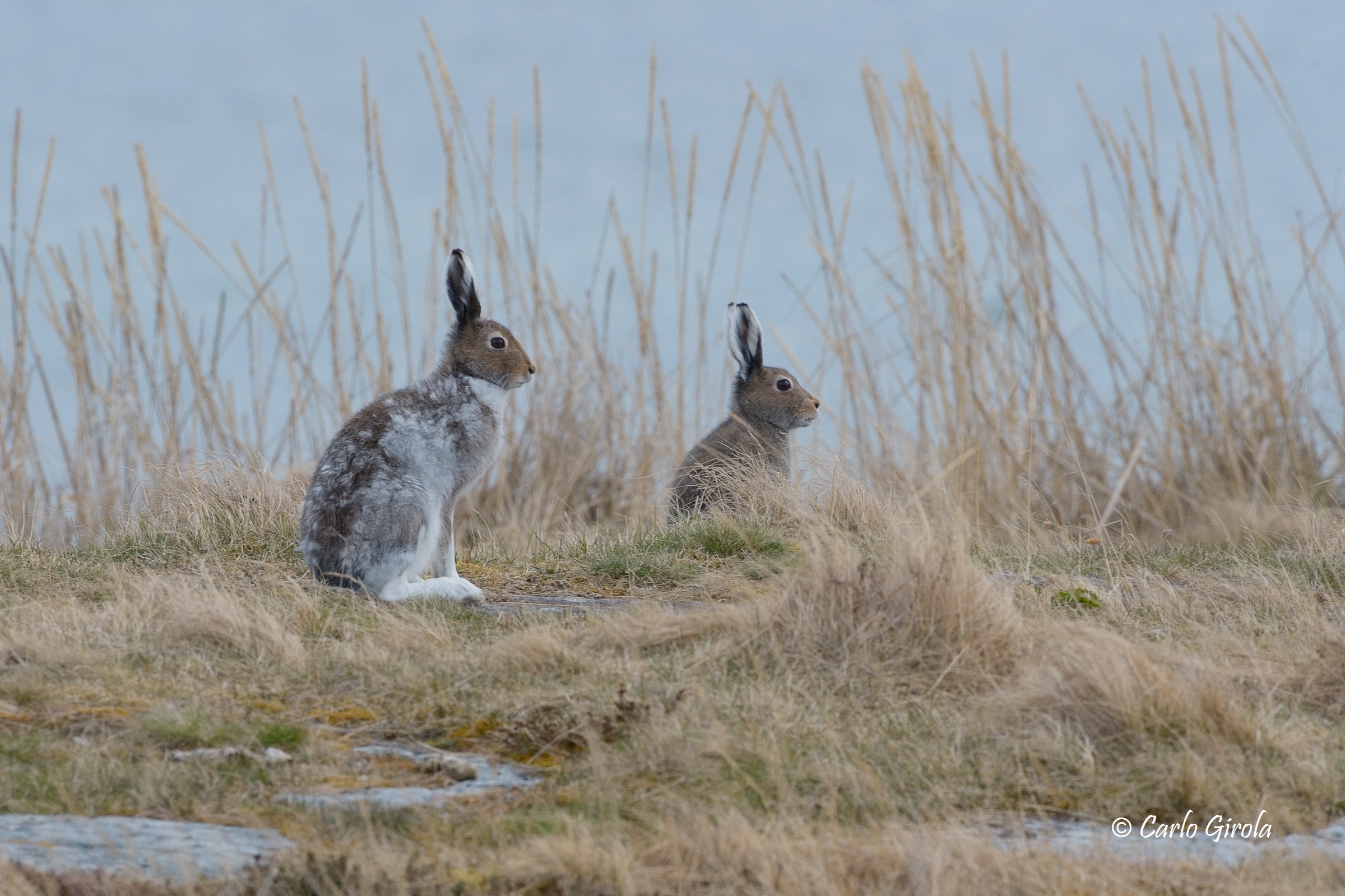 Variable hare (Lepus timidus)
