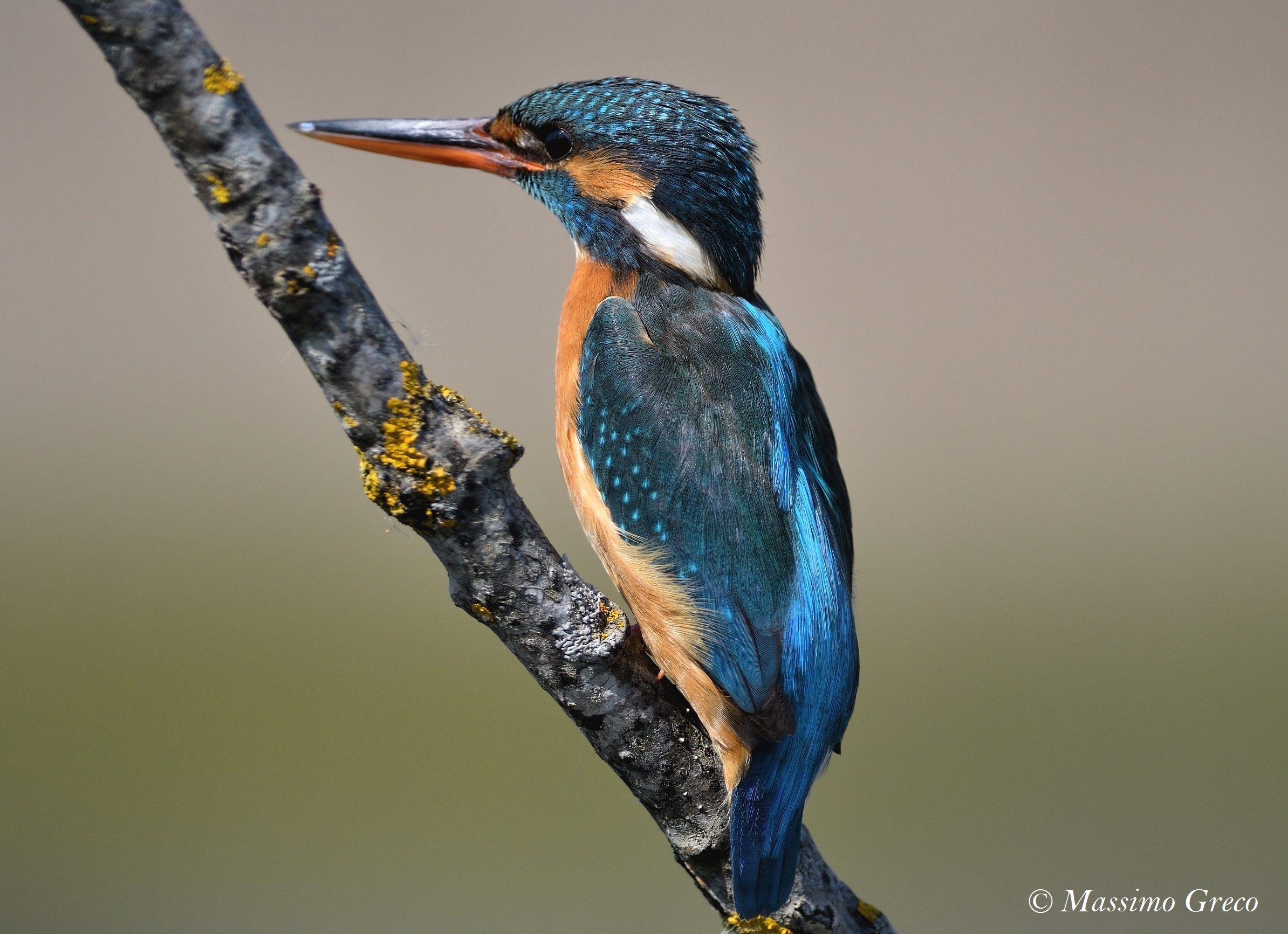 Kingfisher