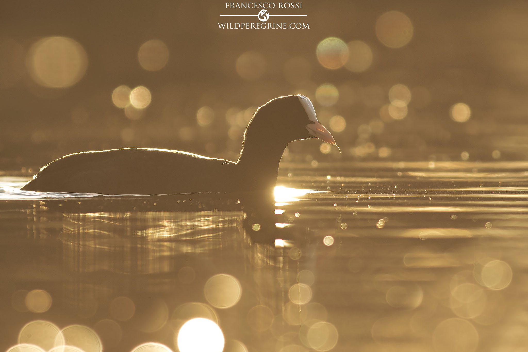 Coot to the last lights