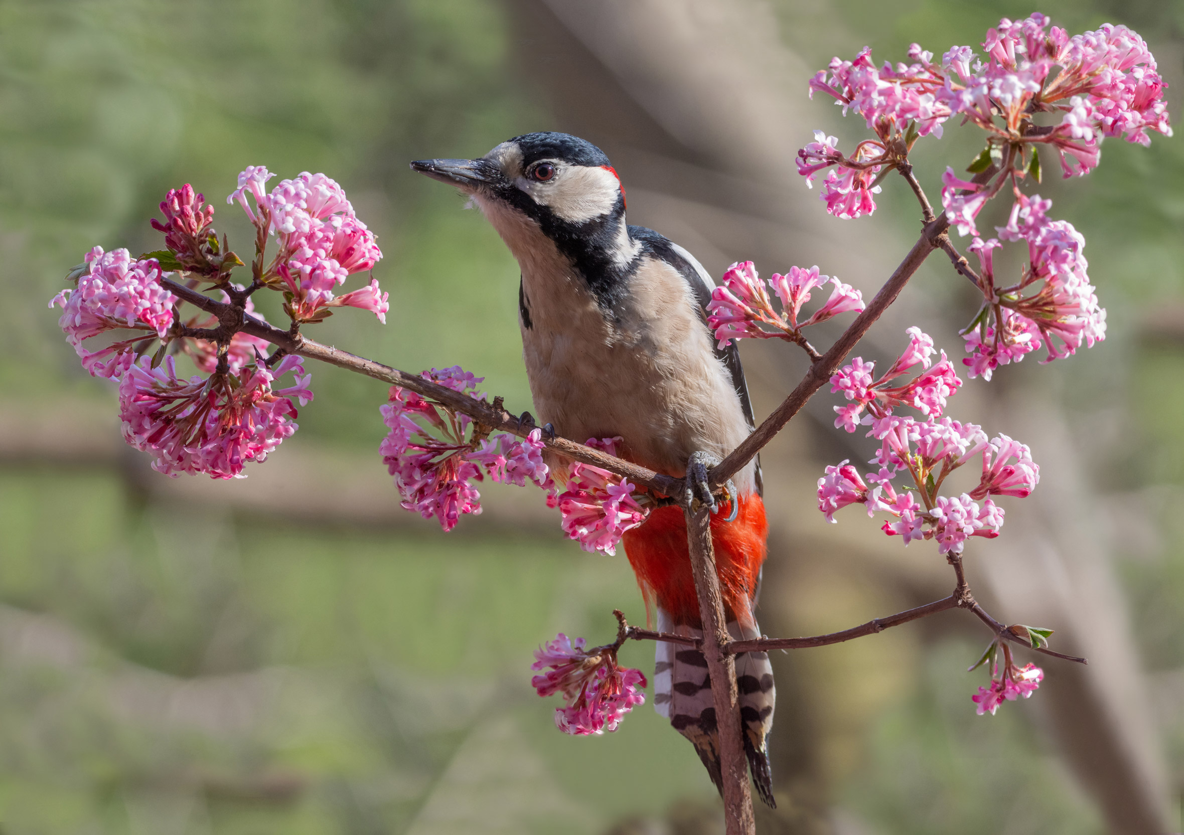 Bentornata primavera