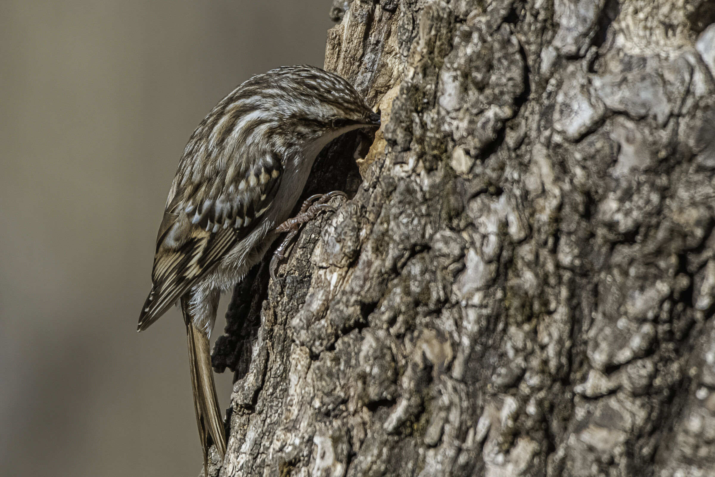 The "my" grappling hook. too good nuts to resist