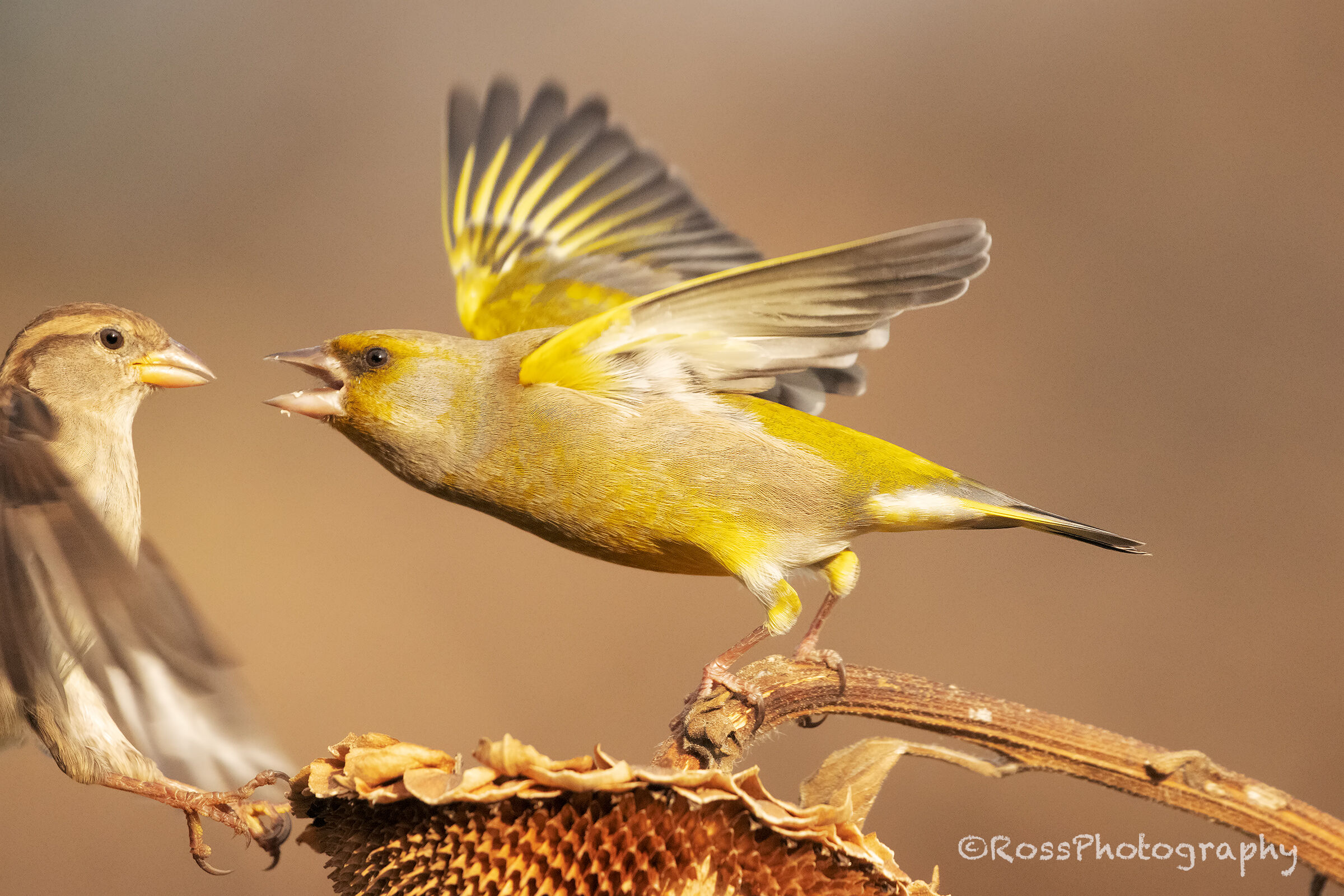 Verdoni: The place is mine!!!