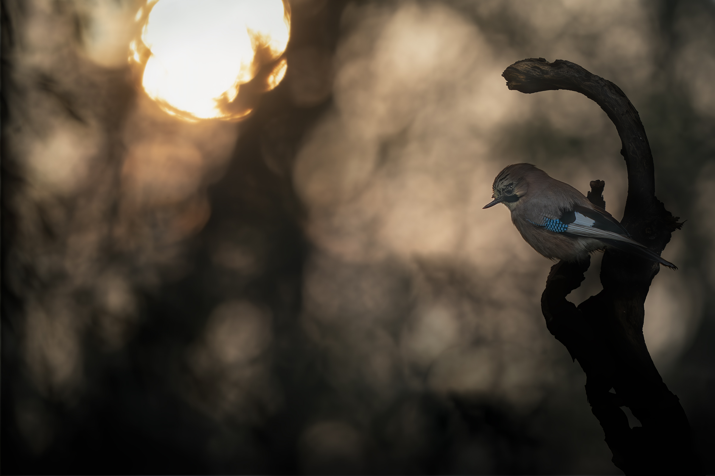 ghiandaia mono becco