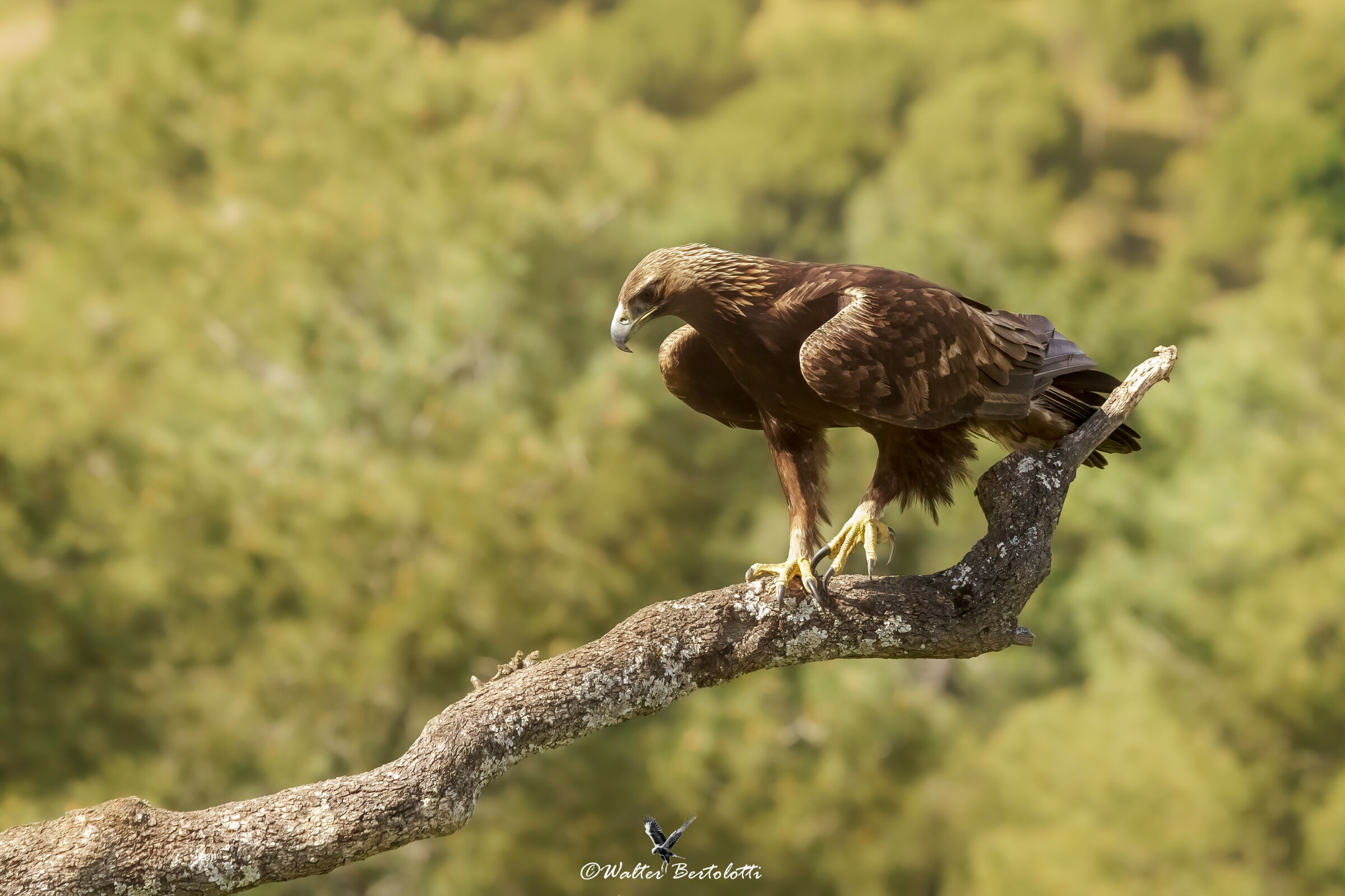 in regale equilibrio
