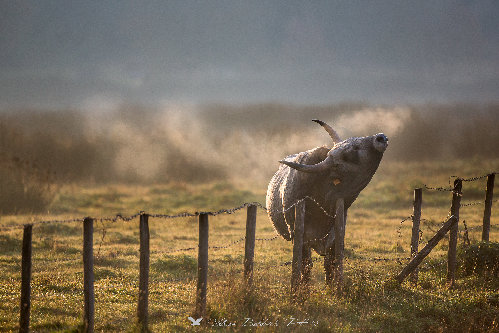 Toro maremmano, il risveglio