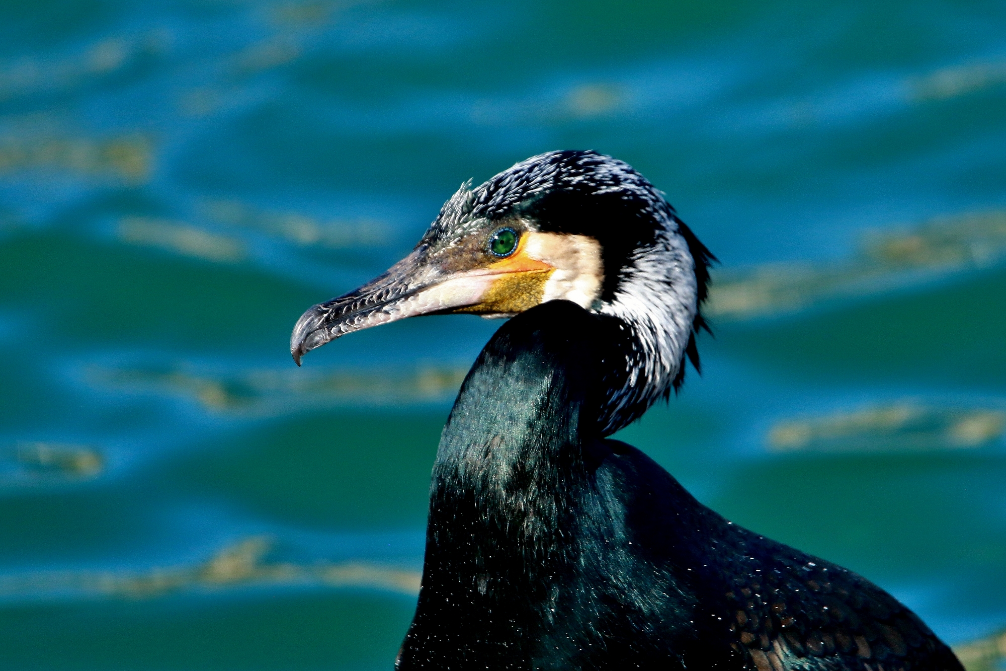 Il profilo migliore.....