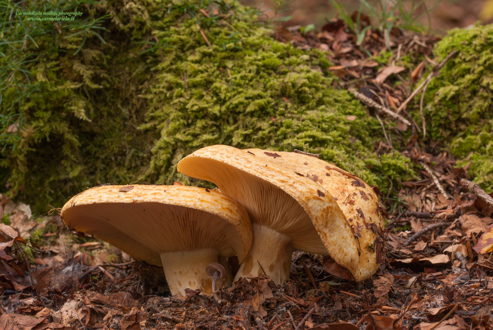 Buttered mushroom