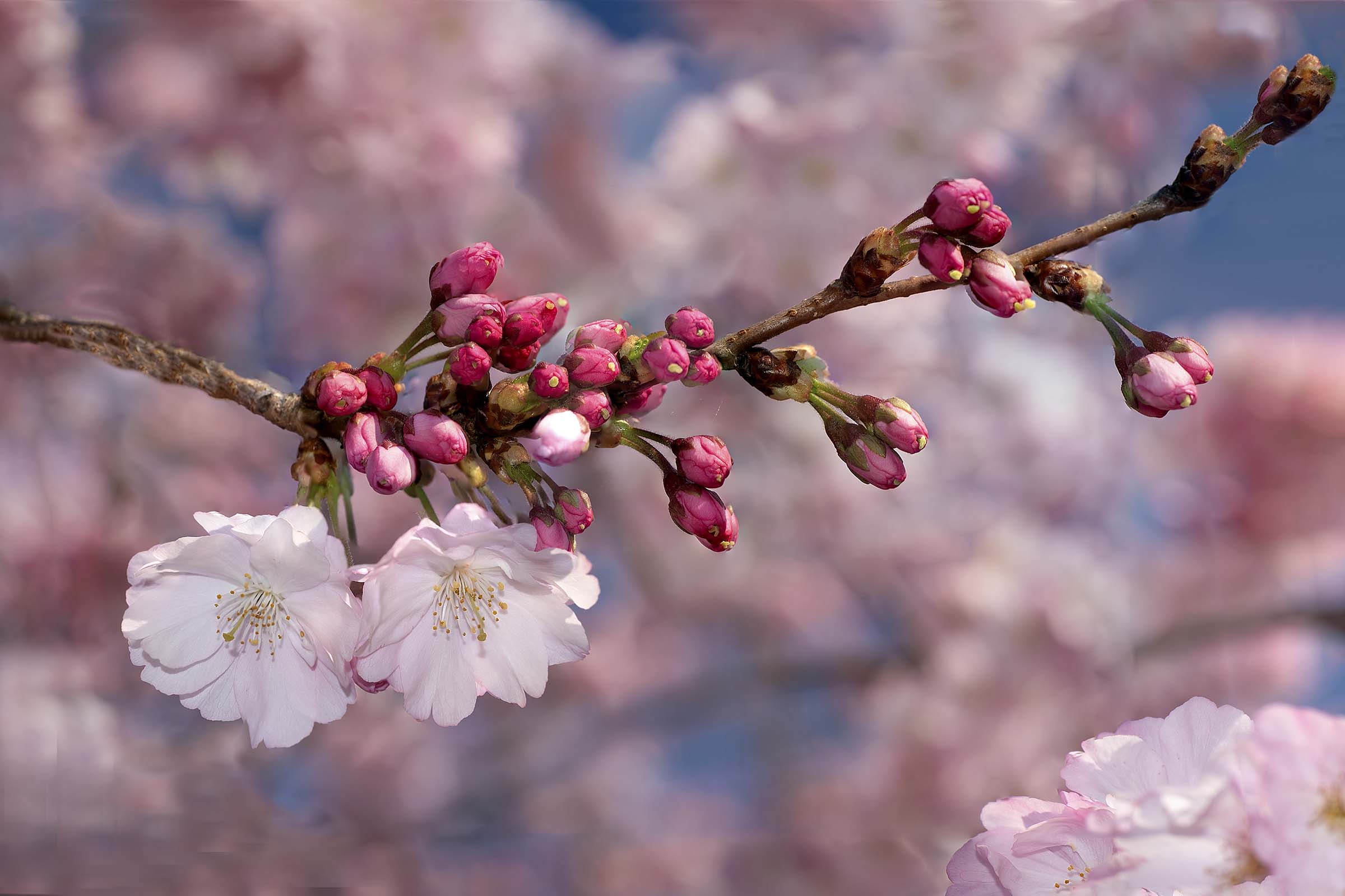 Spring doesn't know!