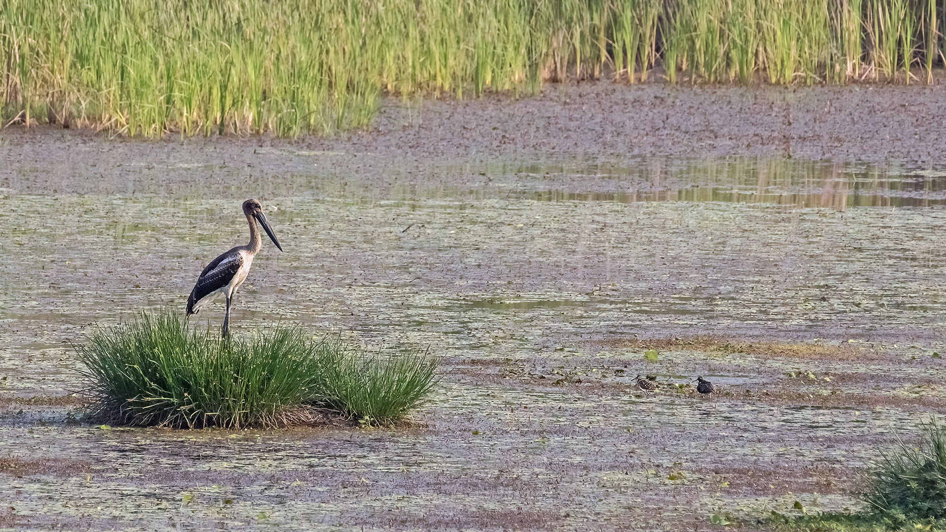 Young Black-necked Stork with surprise