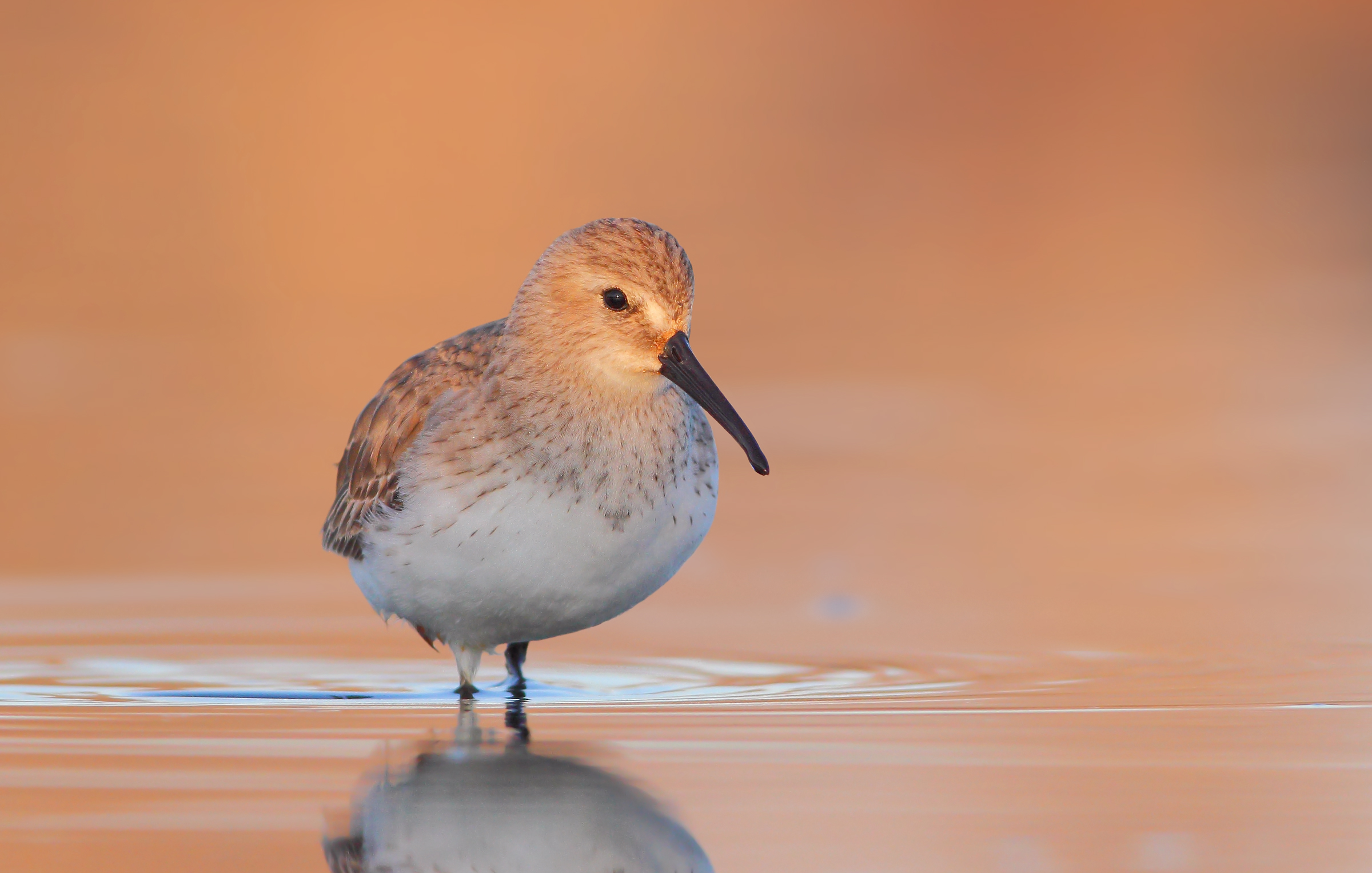 Piovanello pancianera