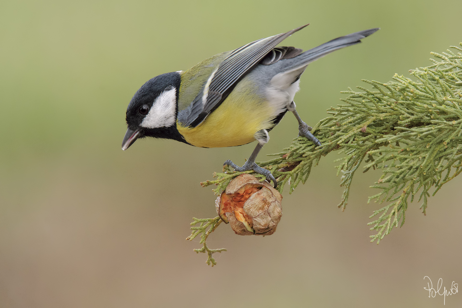 Nonosatnte tutto è Primavera