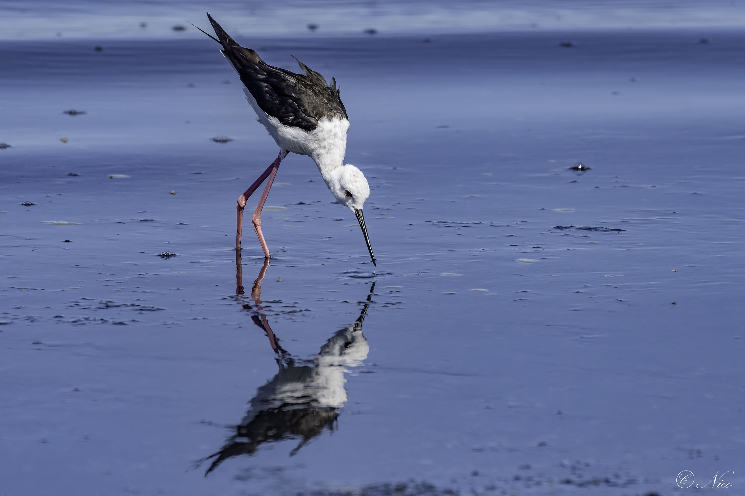 La loro libertà ai tempi del corona virus