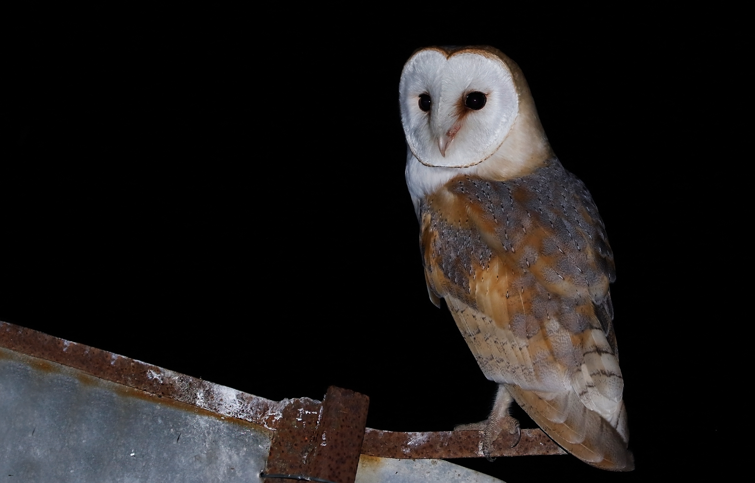 Barbagianni e vecchie lamiere