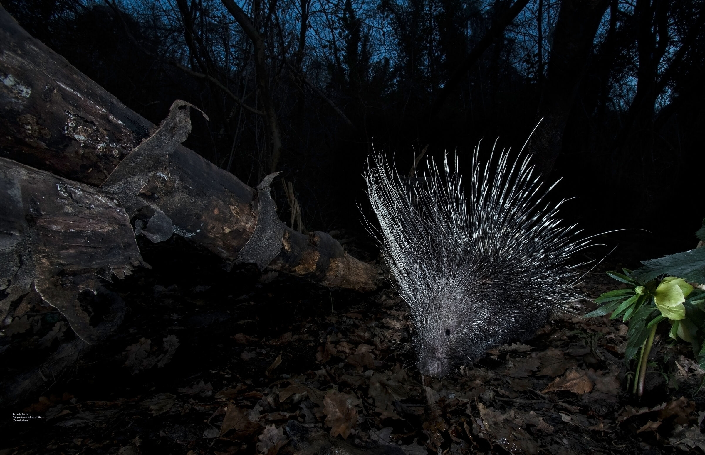 Istrice ed elleboro, Bologna 2019