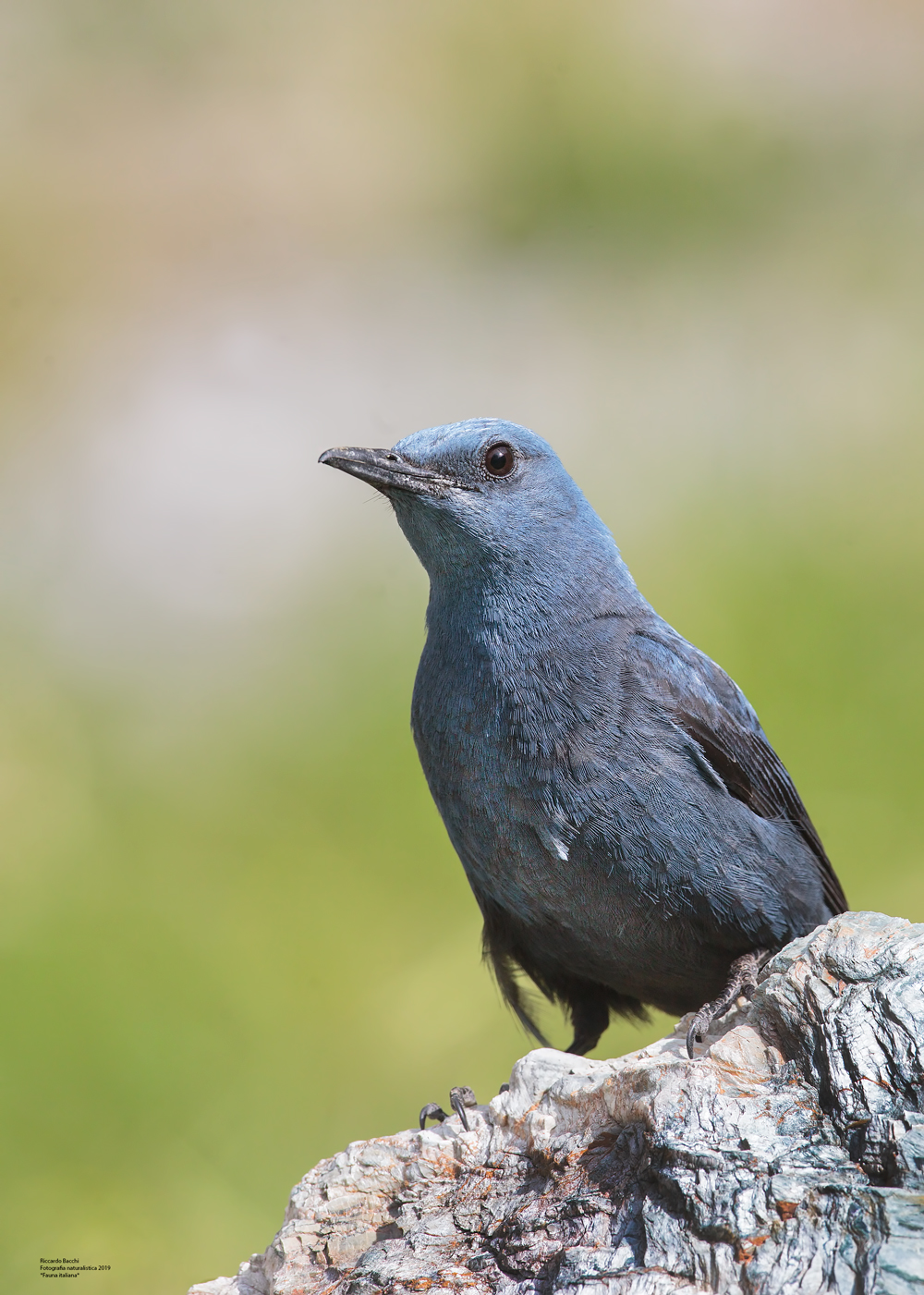 Passero Solitario Maschio, Toscana 2019