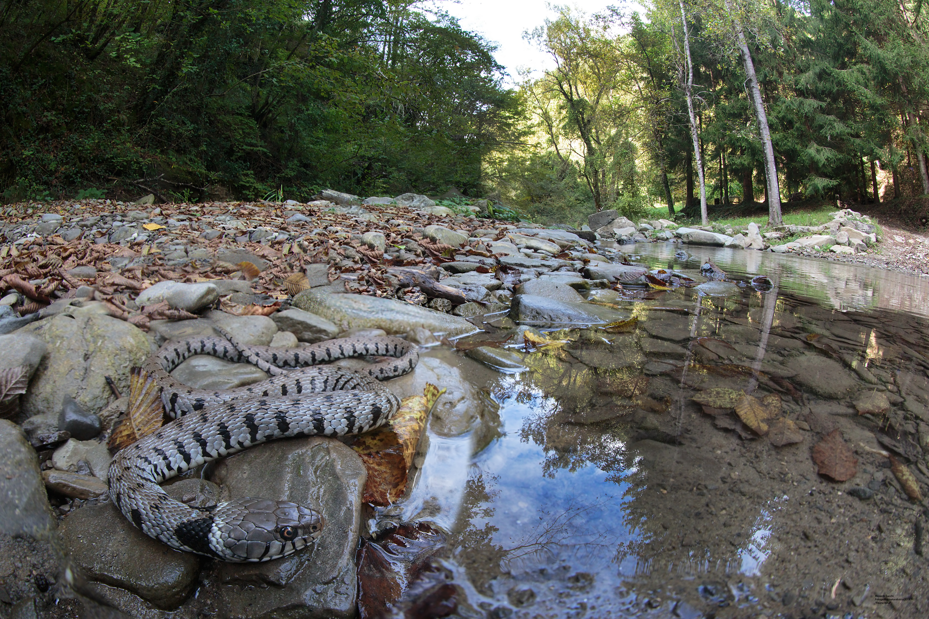 Natrice dal Collare, Mugello 2019