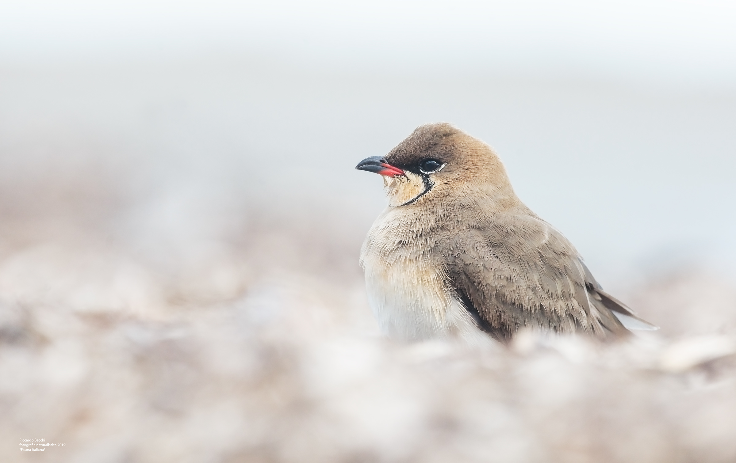 Pernice di Mare, Liguria 2019