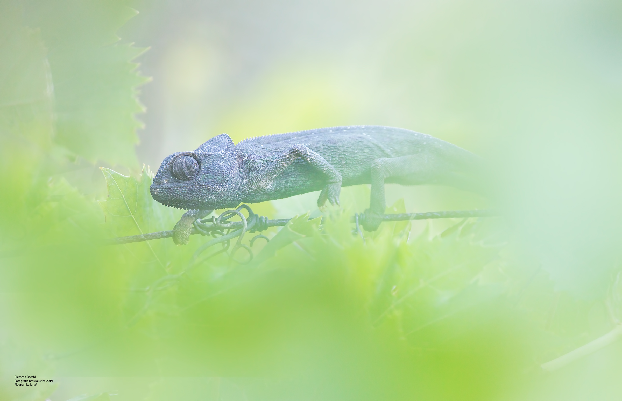 Camaleonte Mediterraneo e Vigneto, Italia 2019