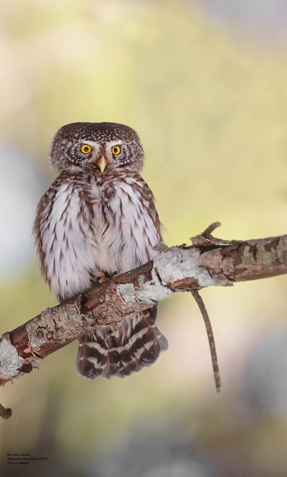 Civetta Nana e pecceta 2019