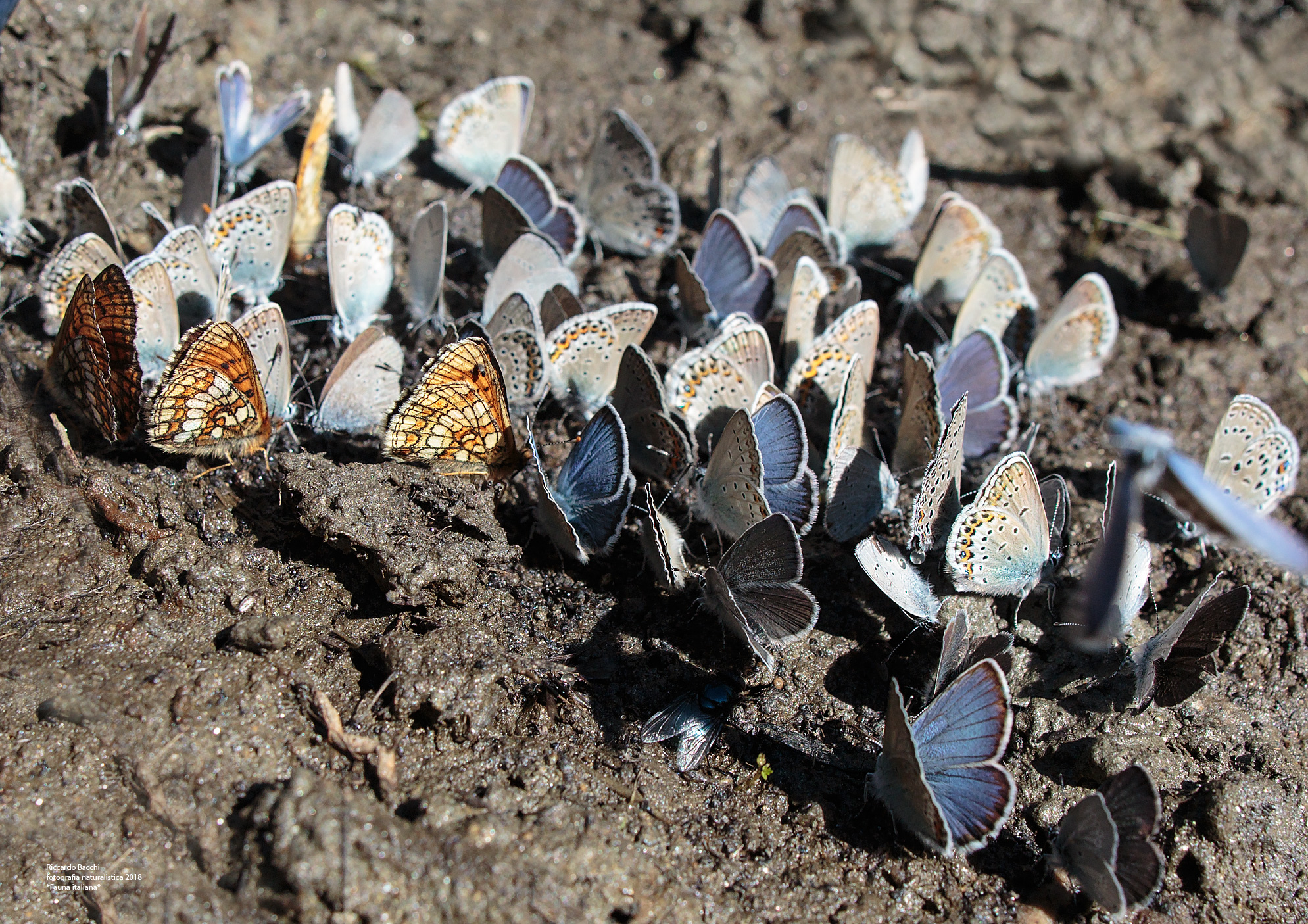 Lepidotteri assetati, Alpi 2019