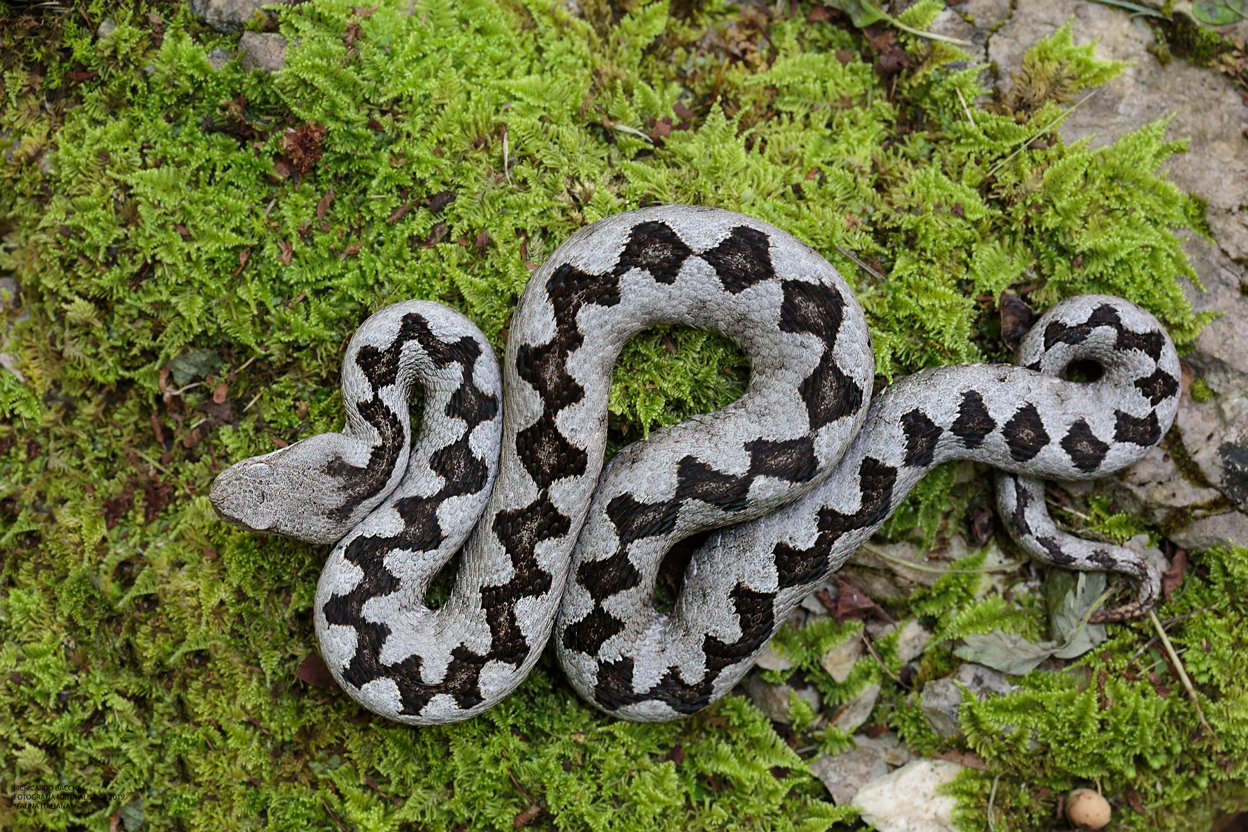 Texture Vipera dal Corno, Friuli 2019