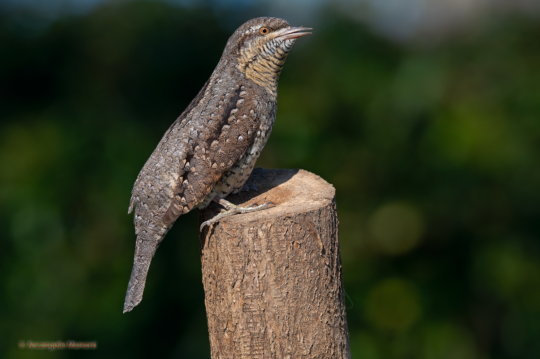 Il tronista Torcicollo