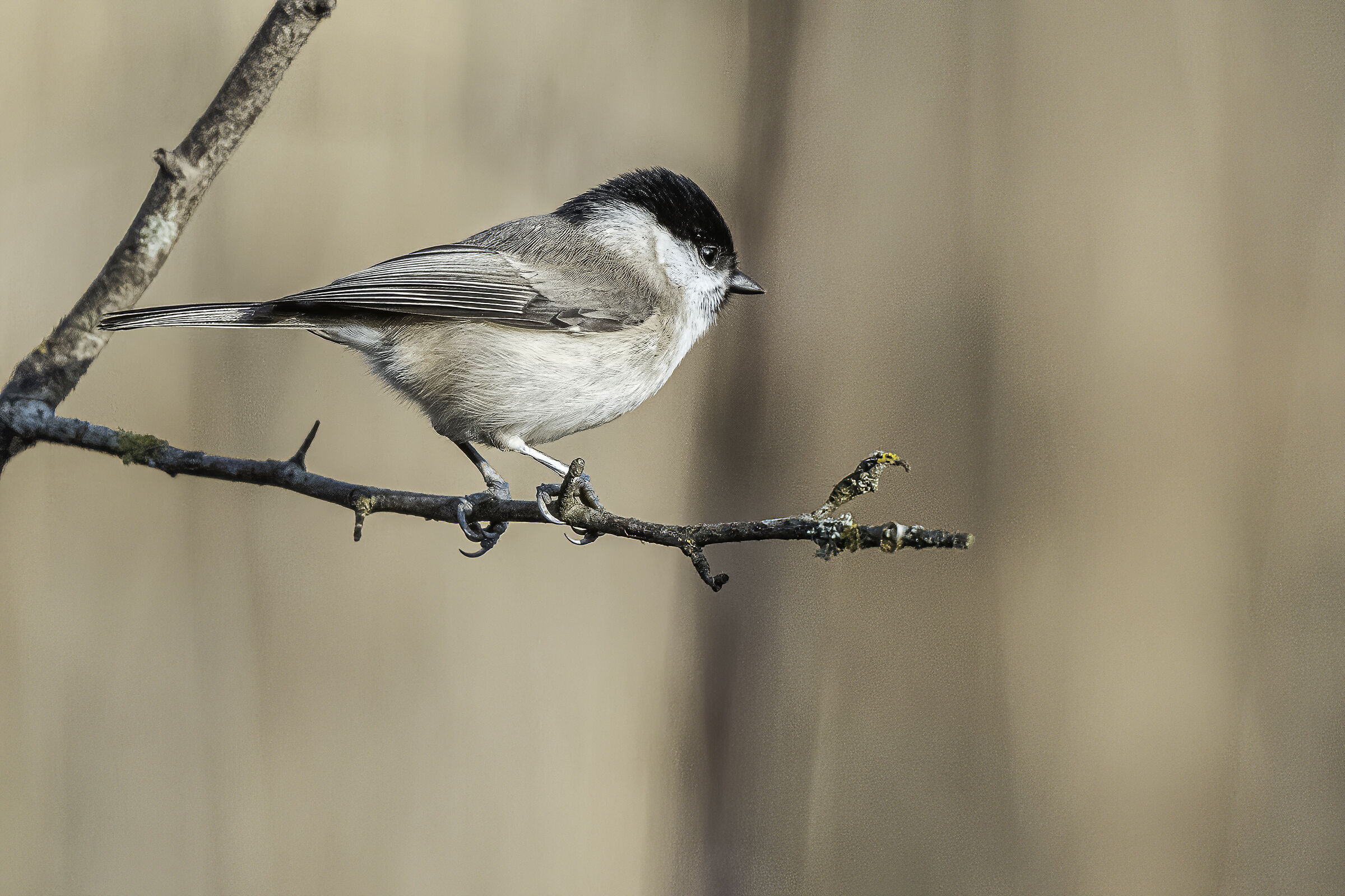 that branch of the....