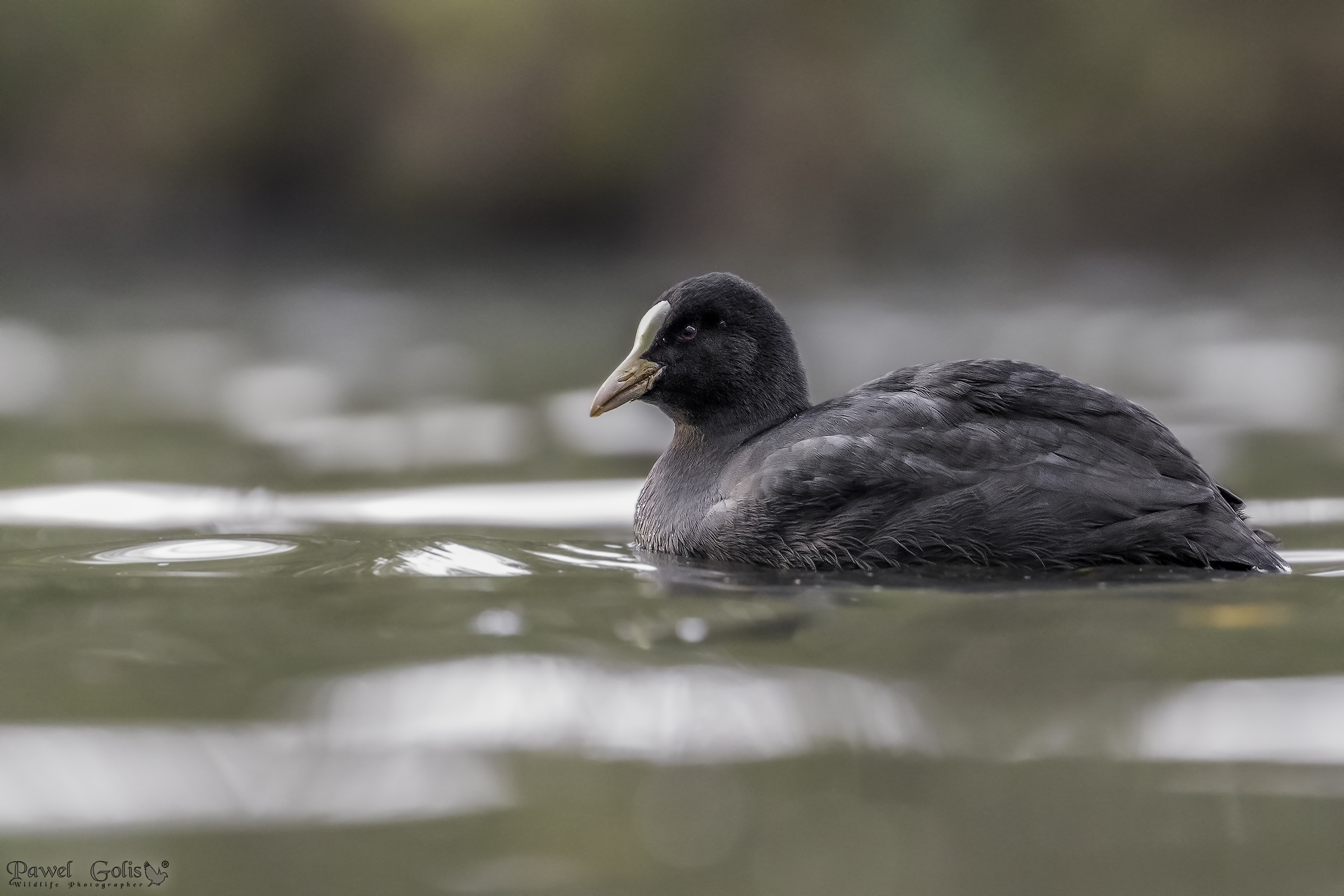 Eurasian coot (Fulica atra)